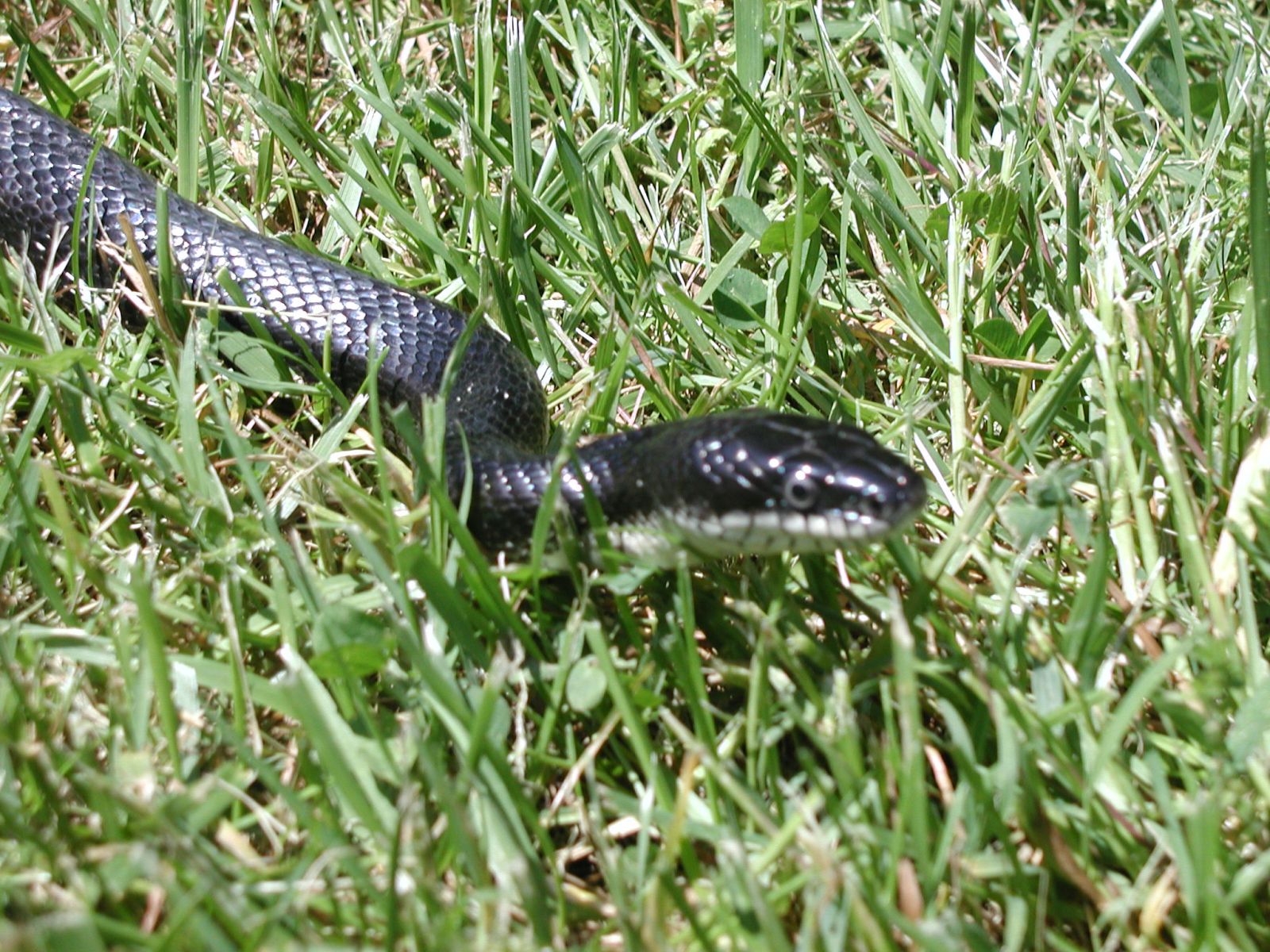 Wytheville Snake removal