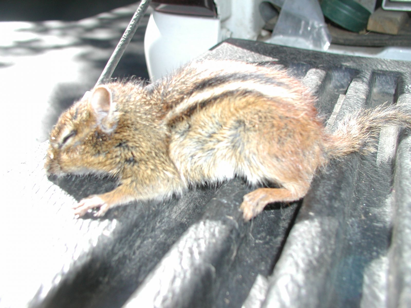 Newport News Chipmunk Removal