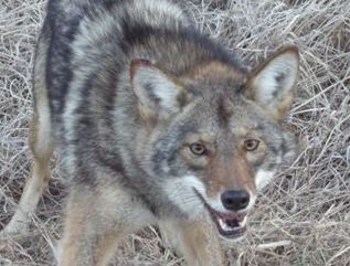 Arlington Virginia Wildlife Animal Control and Removal