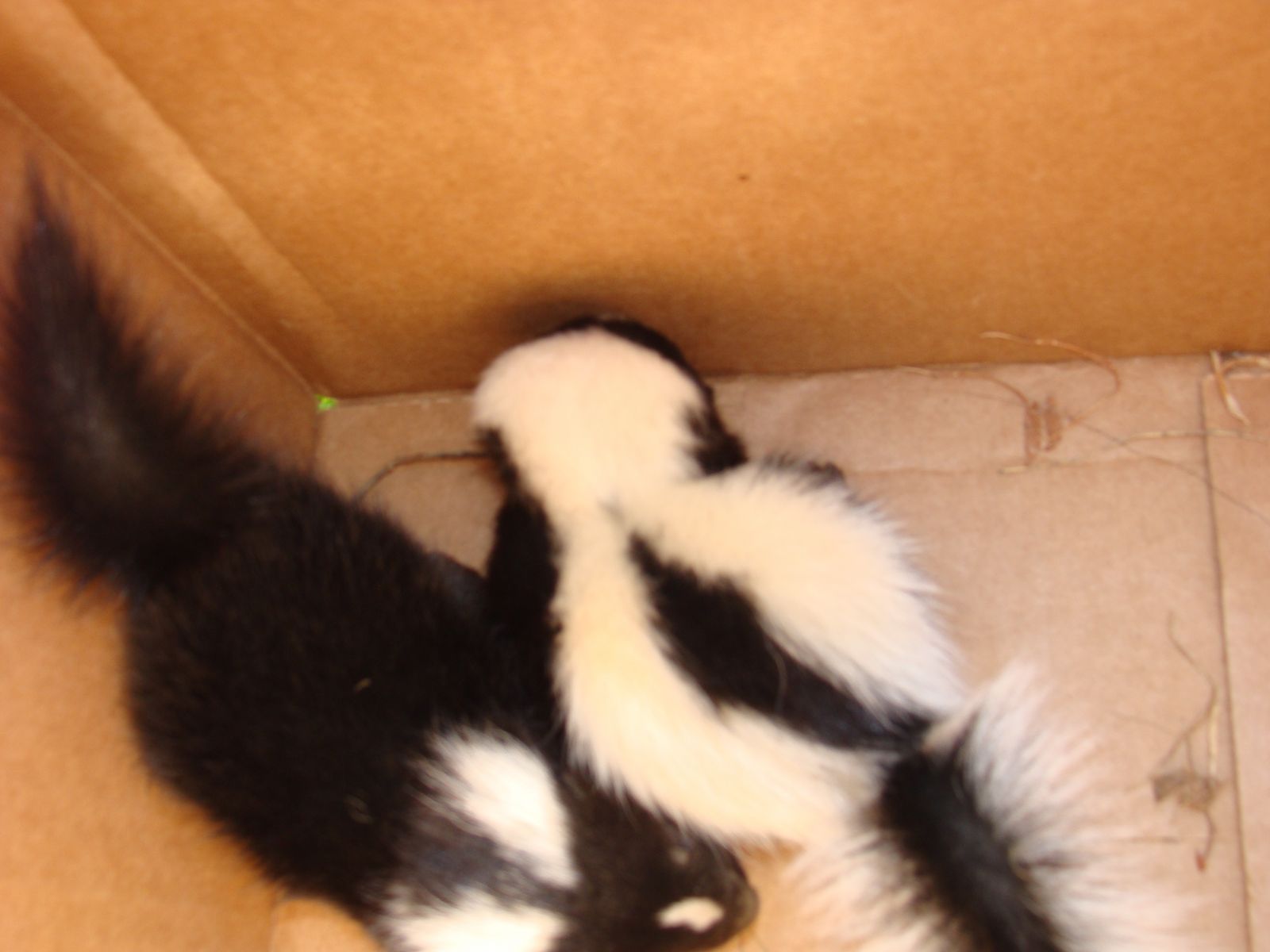 Skunk Control Blacksburg VA
