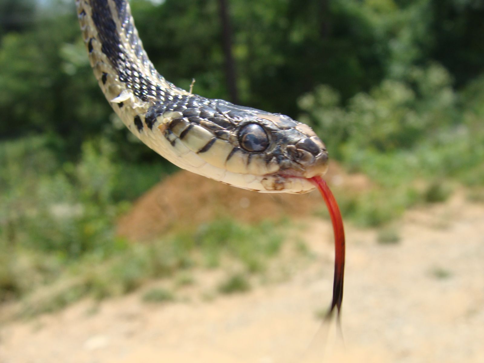 Manassas Virginia Wildlife Pest Animal Control And Removal