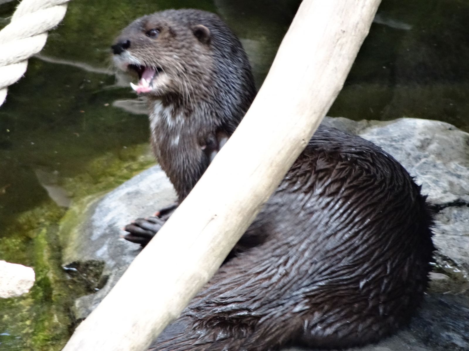 Chesapeake, VA - Otter Removal & Control Services