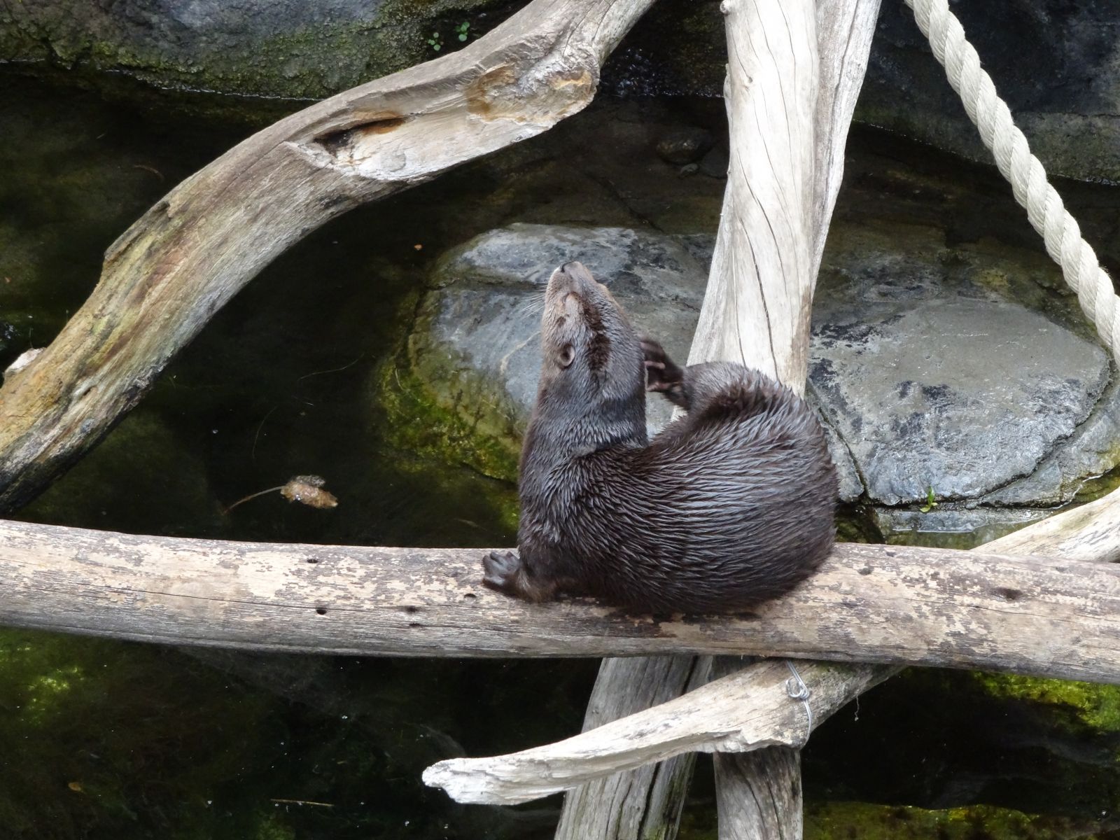 Otter Removal Blacksburg VA