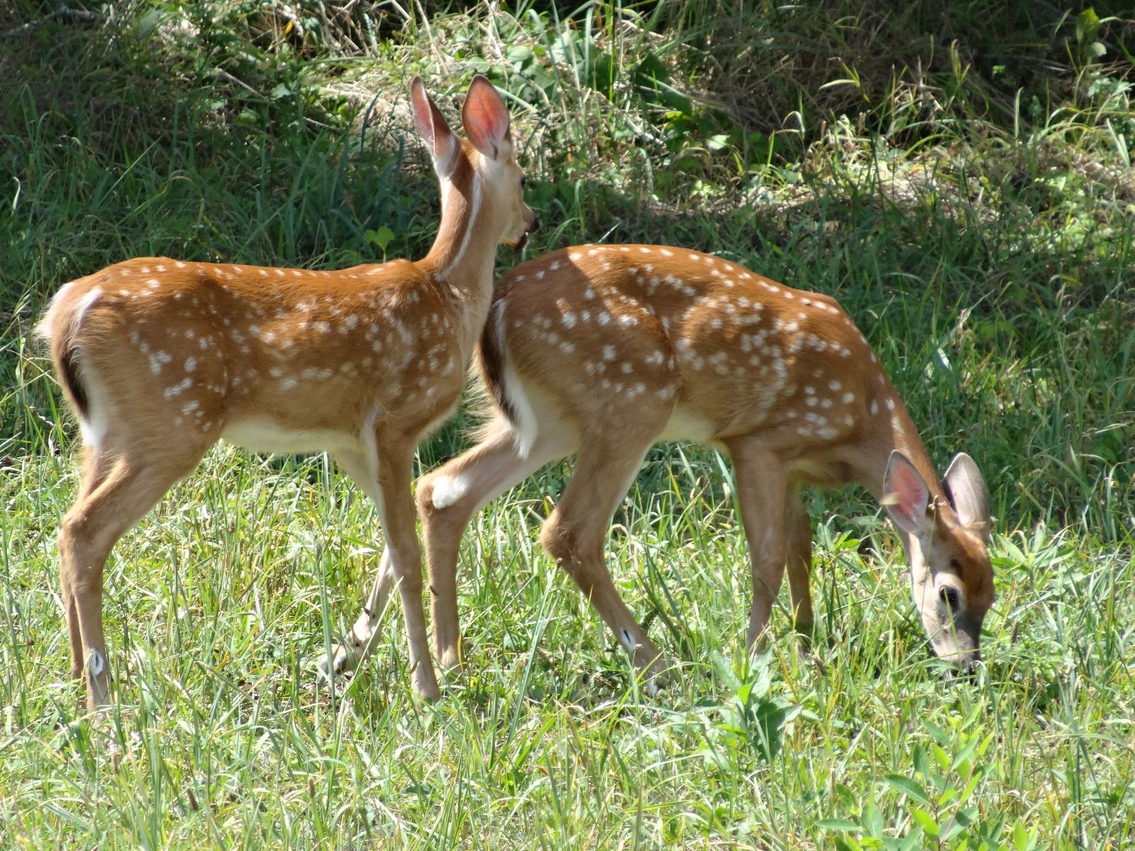 Deer Repellant