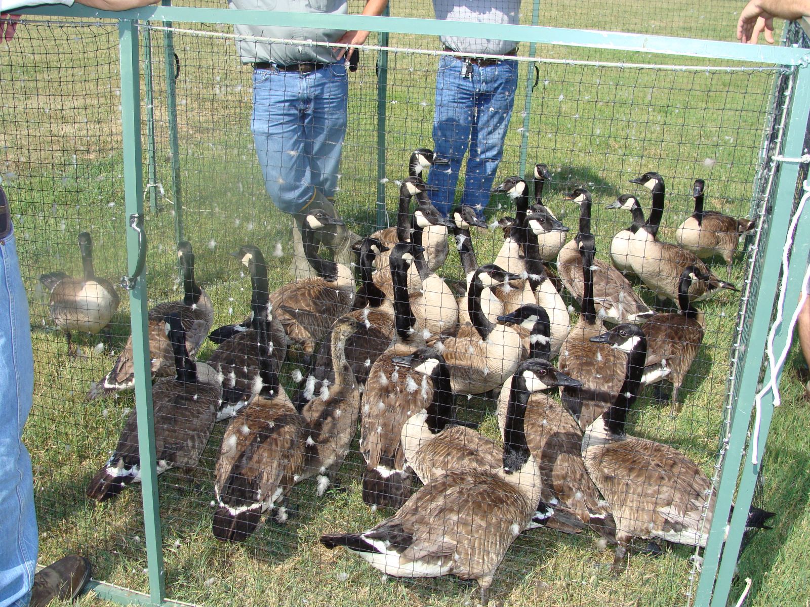 Virginia Goose Round Up
