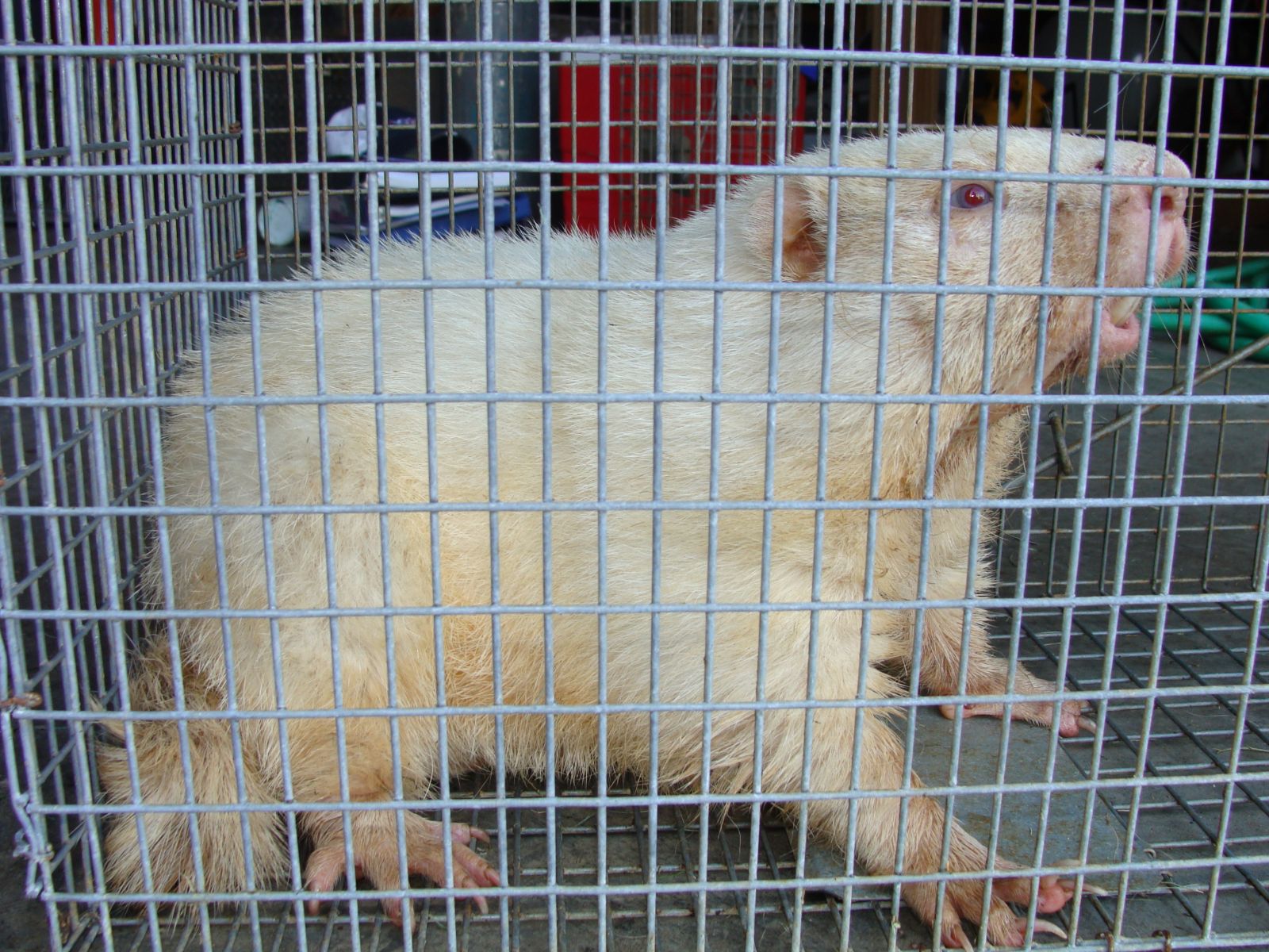 Groundhog Removal Blacksburg VA