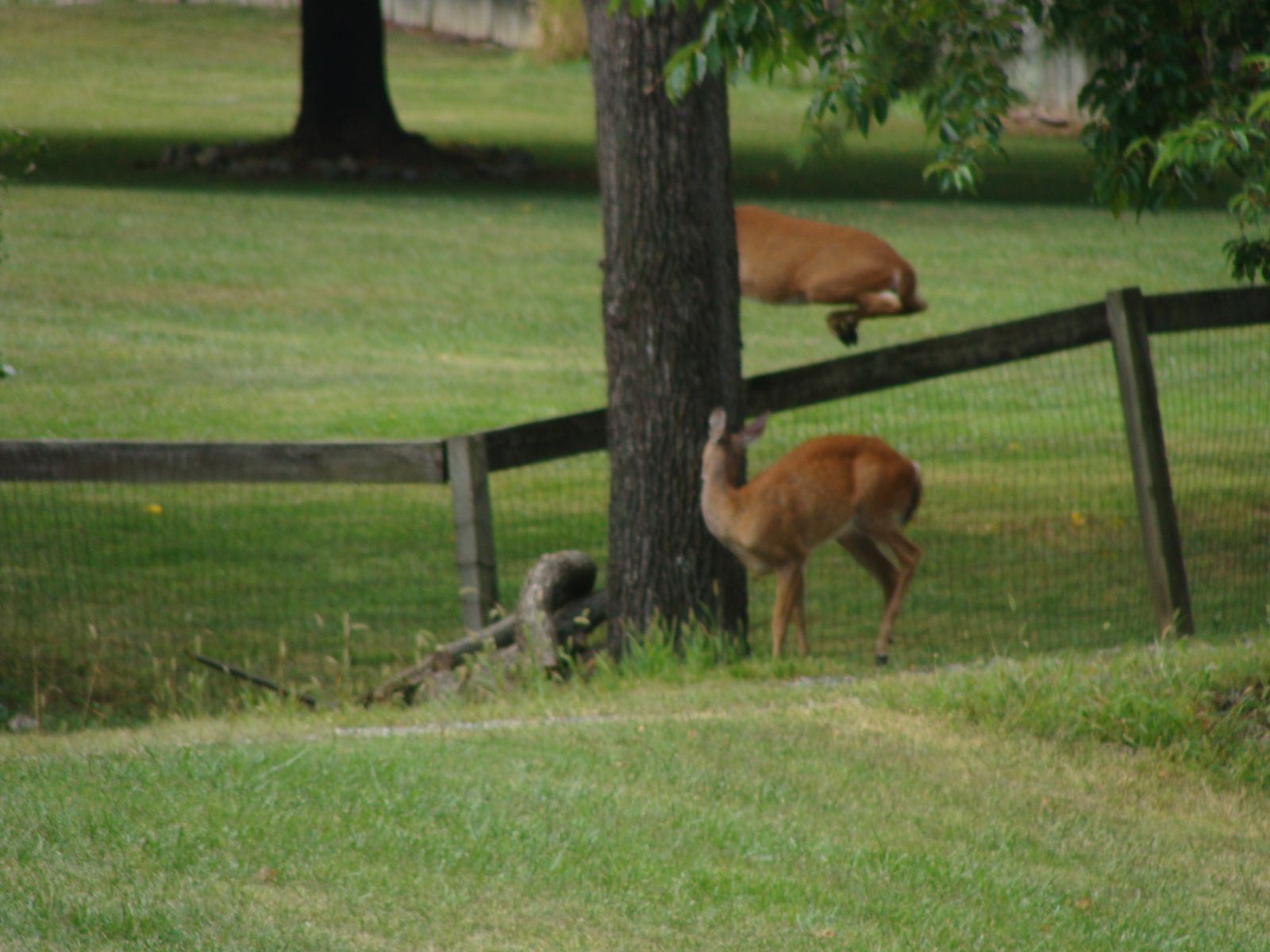 Fairfax Virginia Wildlife Pest Animal Control