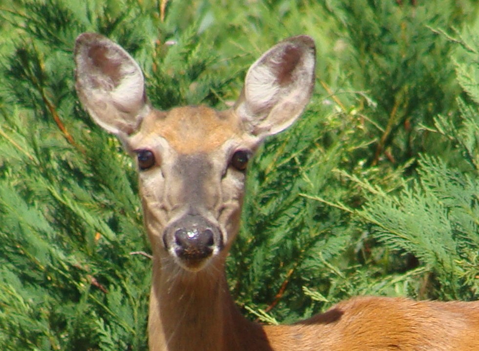 Fredericksburg Virginia Wildlife Pest Animal Control