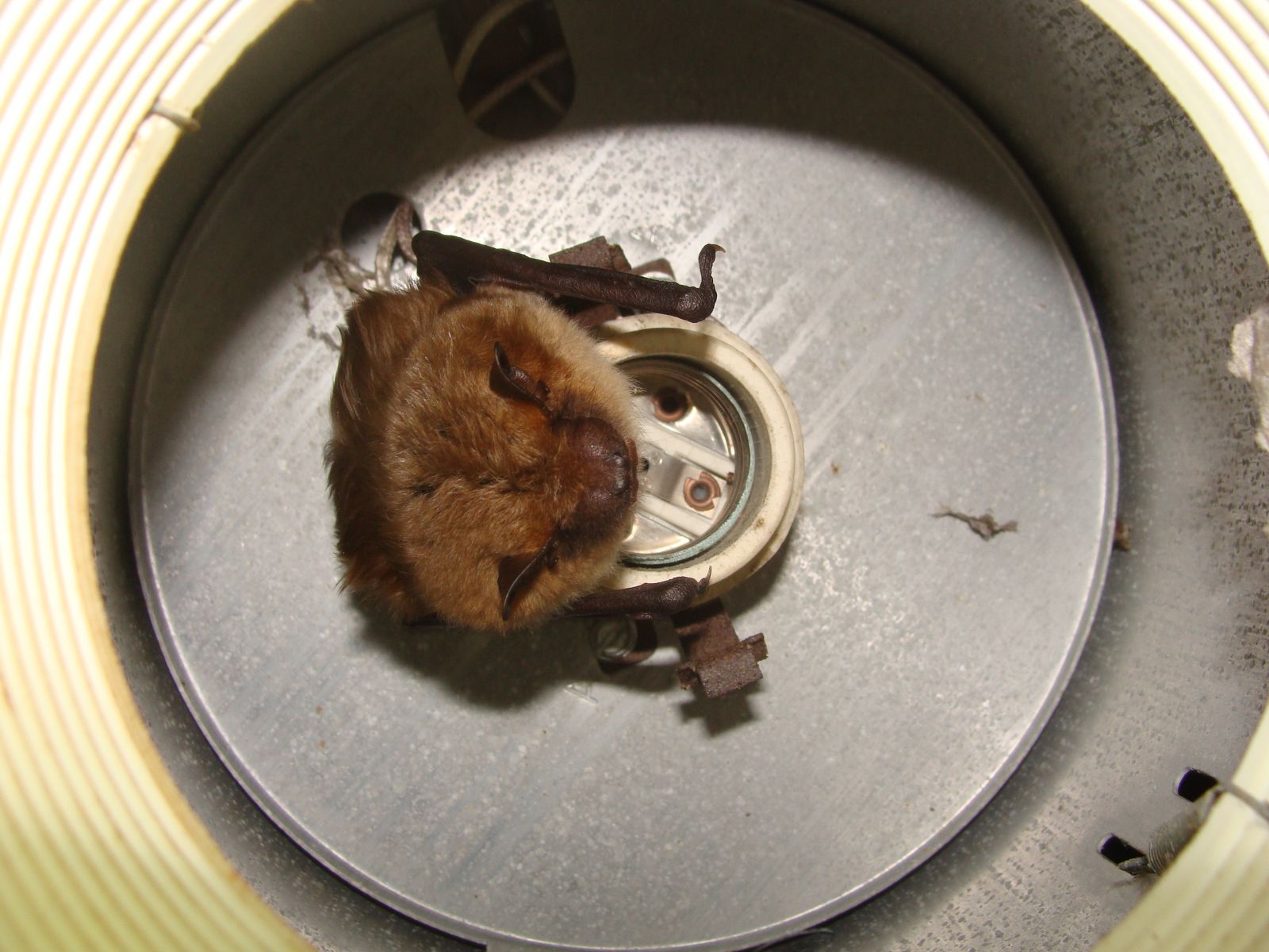 Martinsville Virginia Wildlife Pest Animal Control and Removal