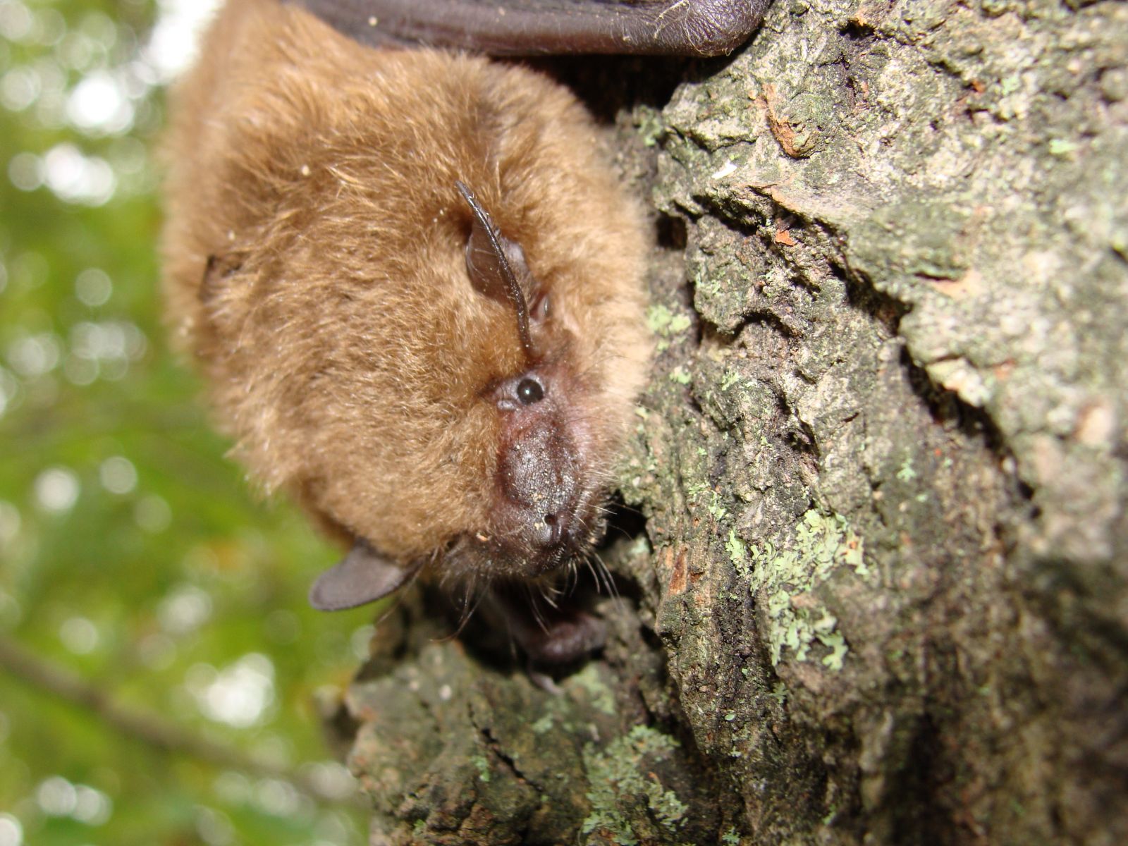 Richmond Virginia Wildlife Pest Animal Control and Removal