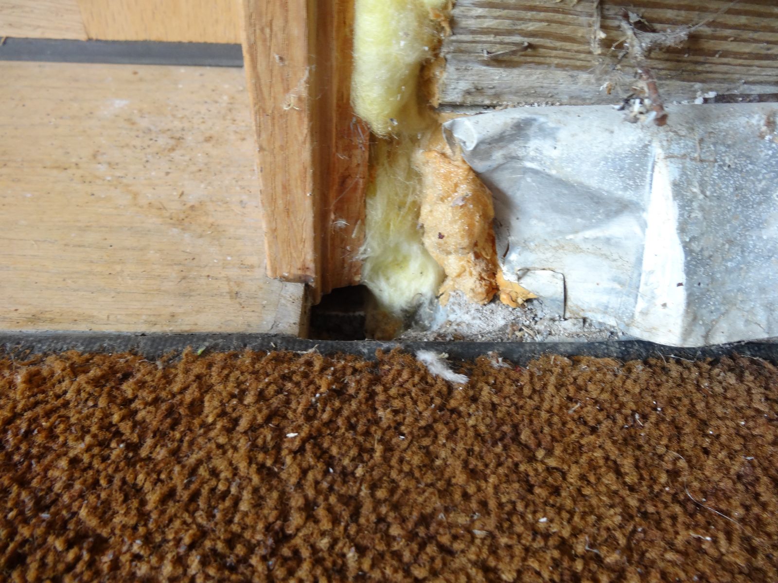 Mouse Removal Wytheville