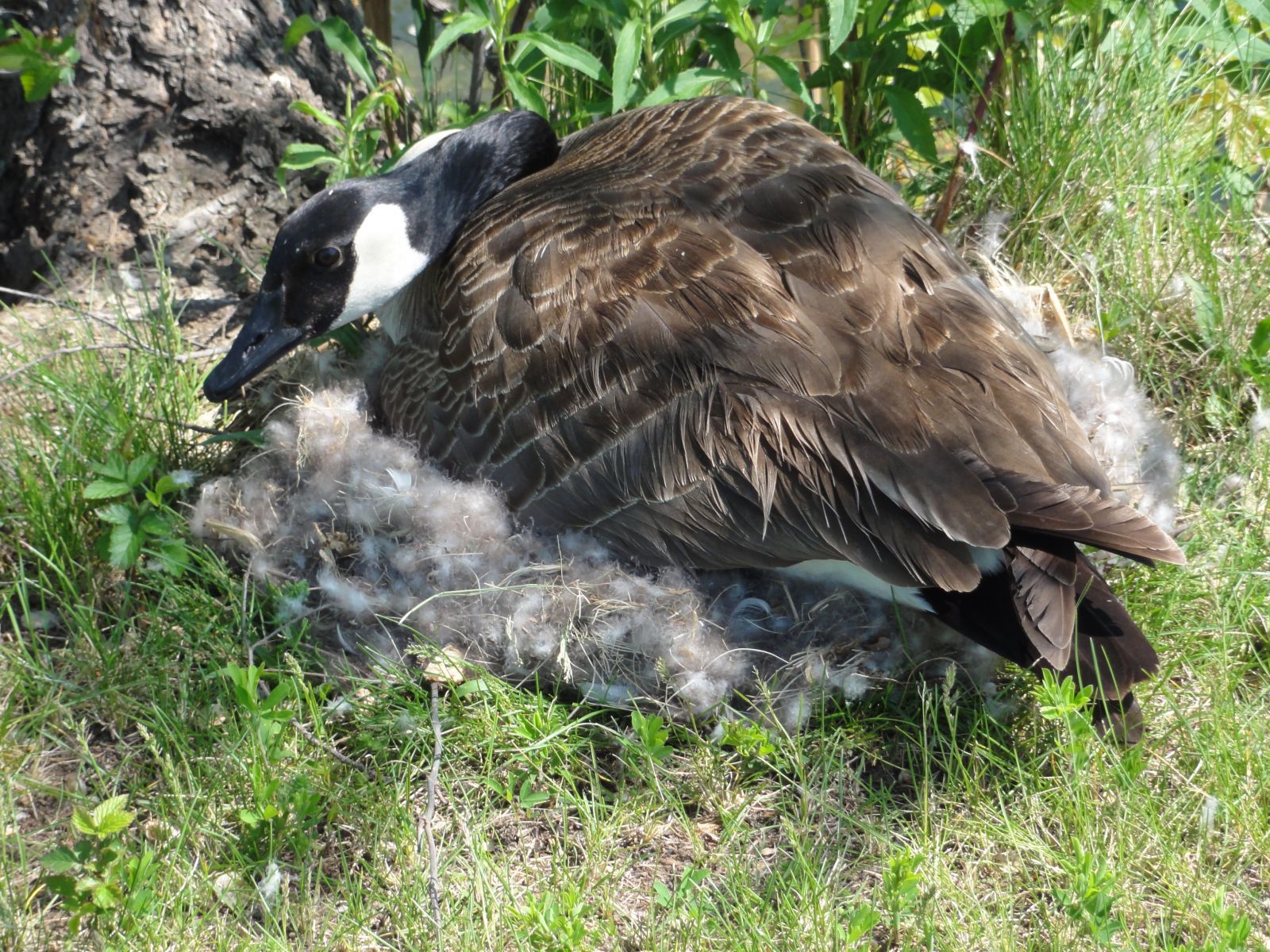 Virginia Canada Geese Removal