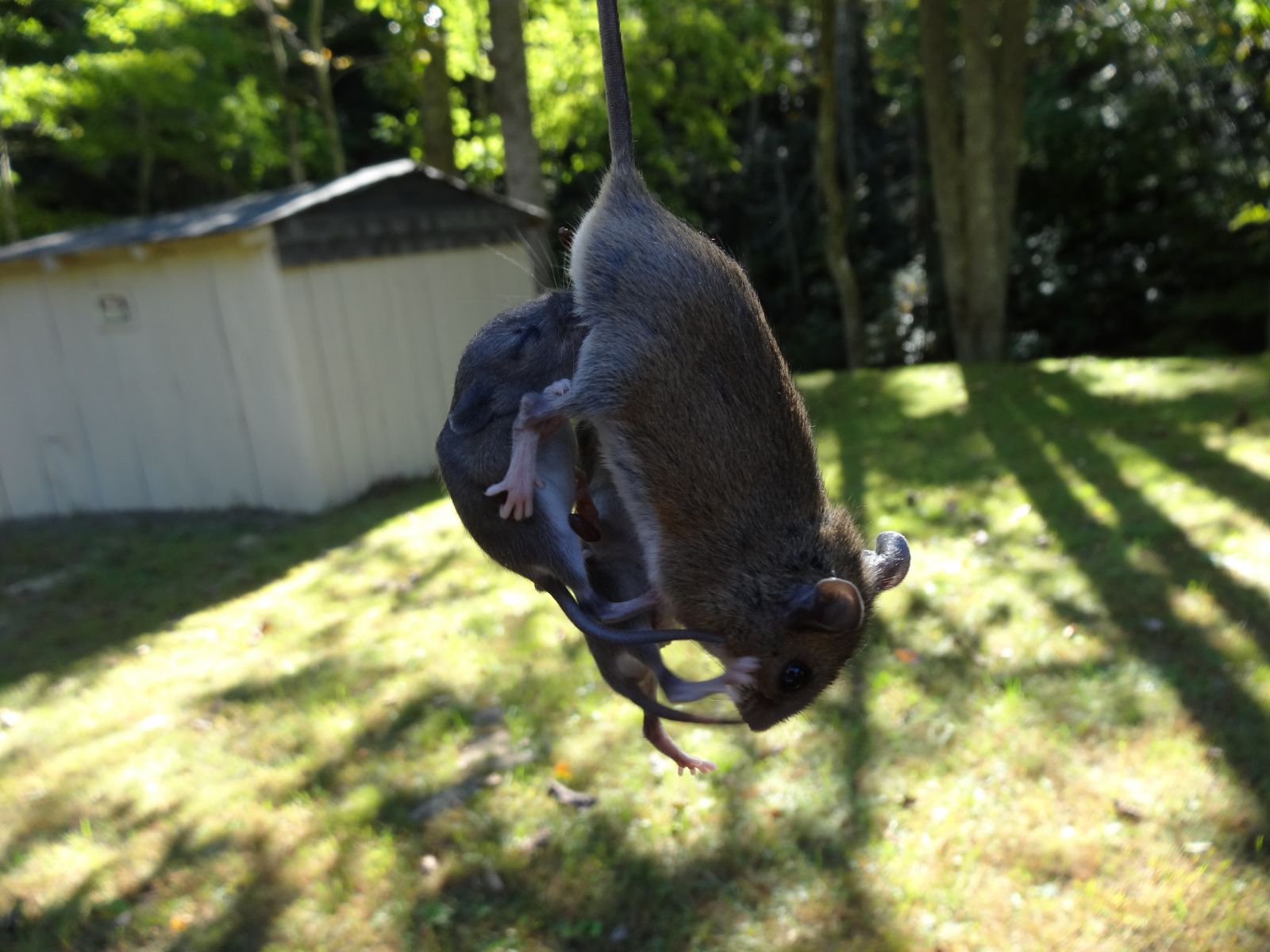 Blacksburg VA Mouse Removal