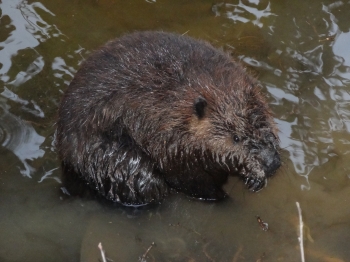 Virginia Beaver ID