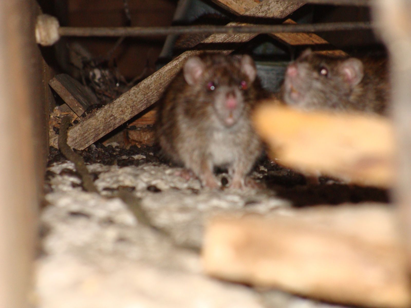 Roanoke Virginia Wildlife Pest Animal Control and Removal