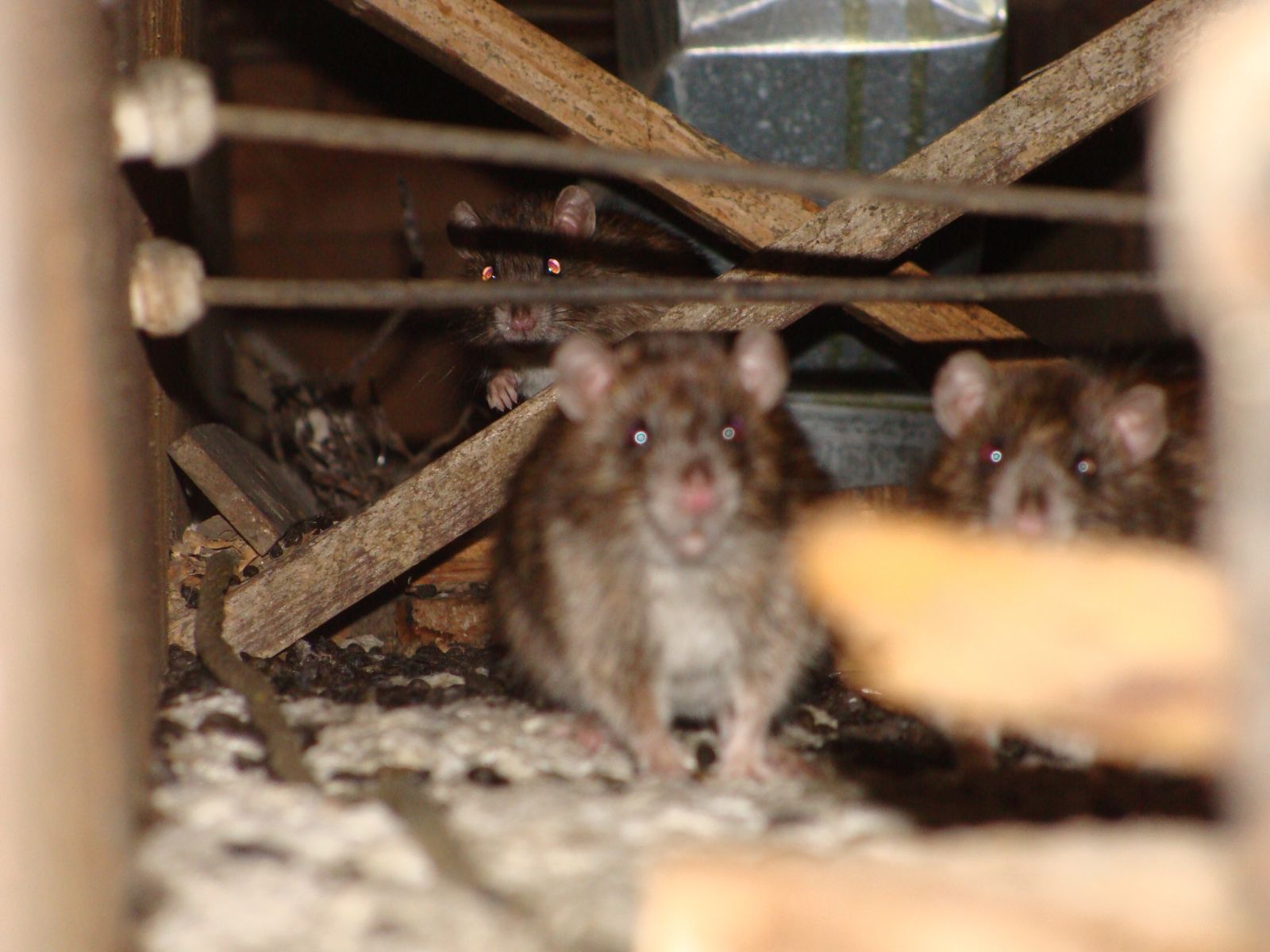 Chesapeake Rat Removal