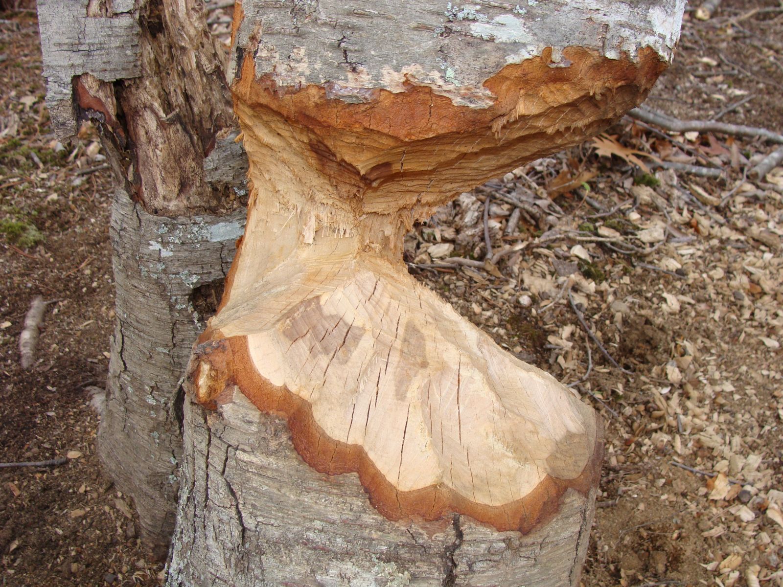 Virginia Beaver Damage