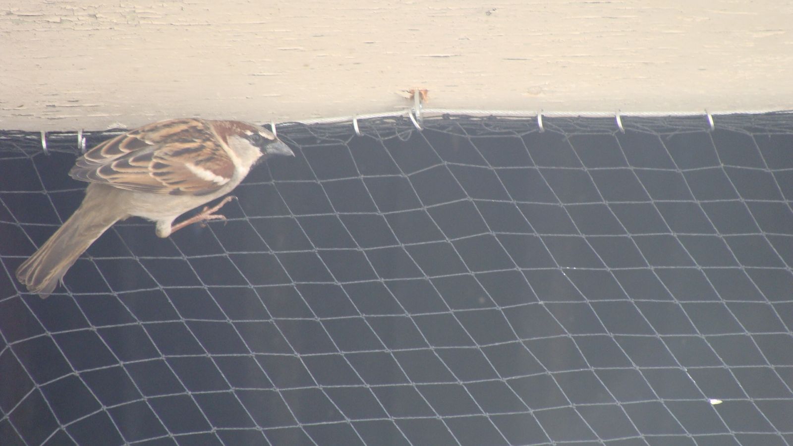 Virginia Sparrow removal