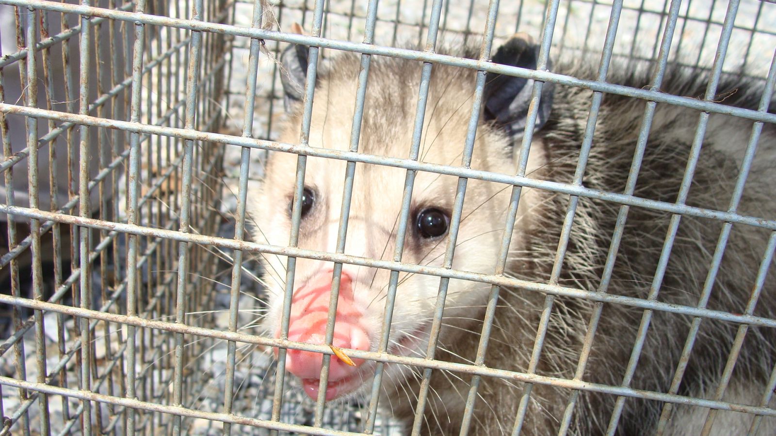 How to trap a opossum Wytheville