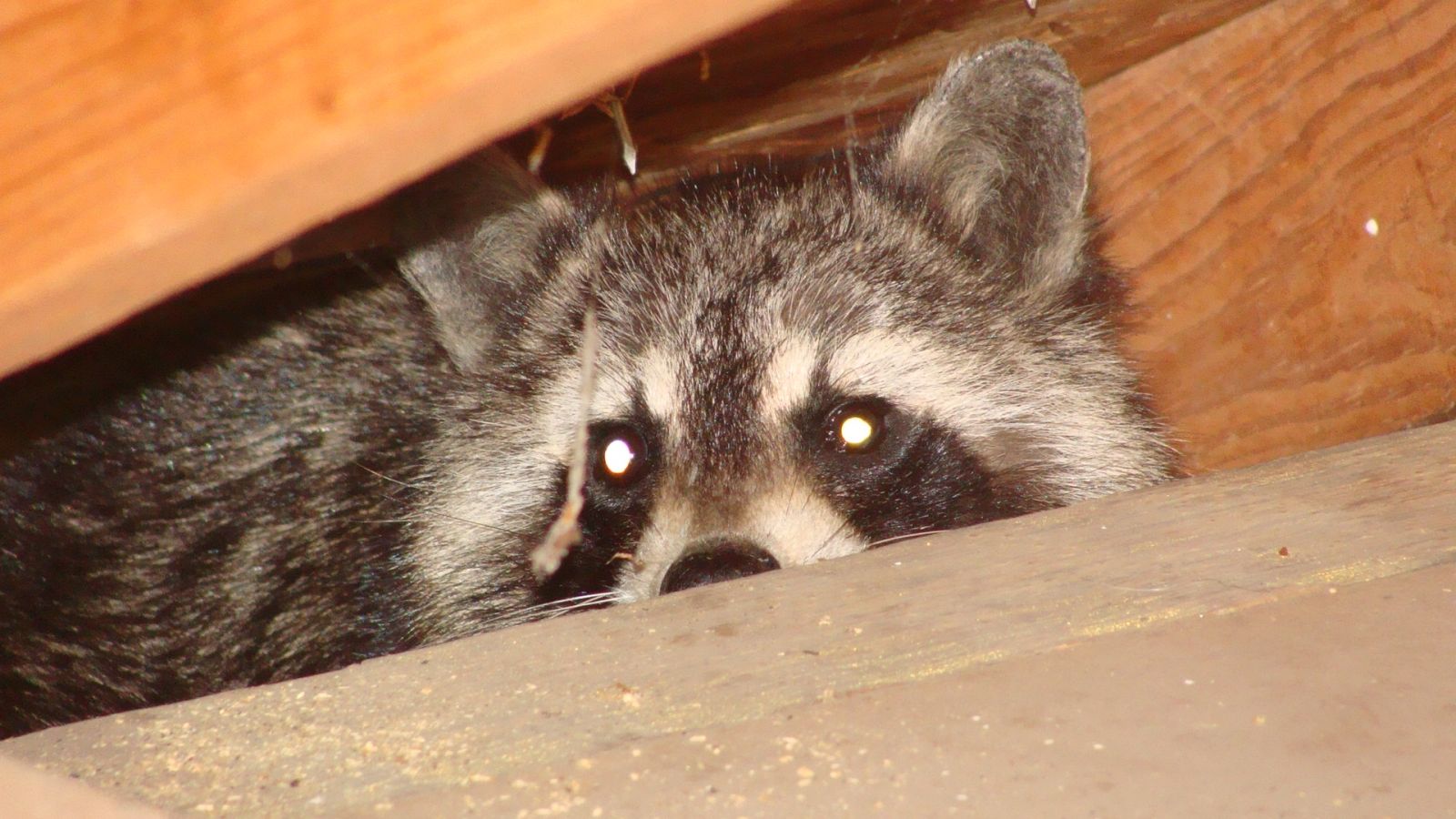 Chesapeake, VA - Raccoon Removal & Control Services