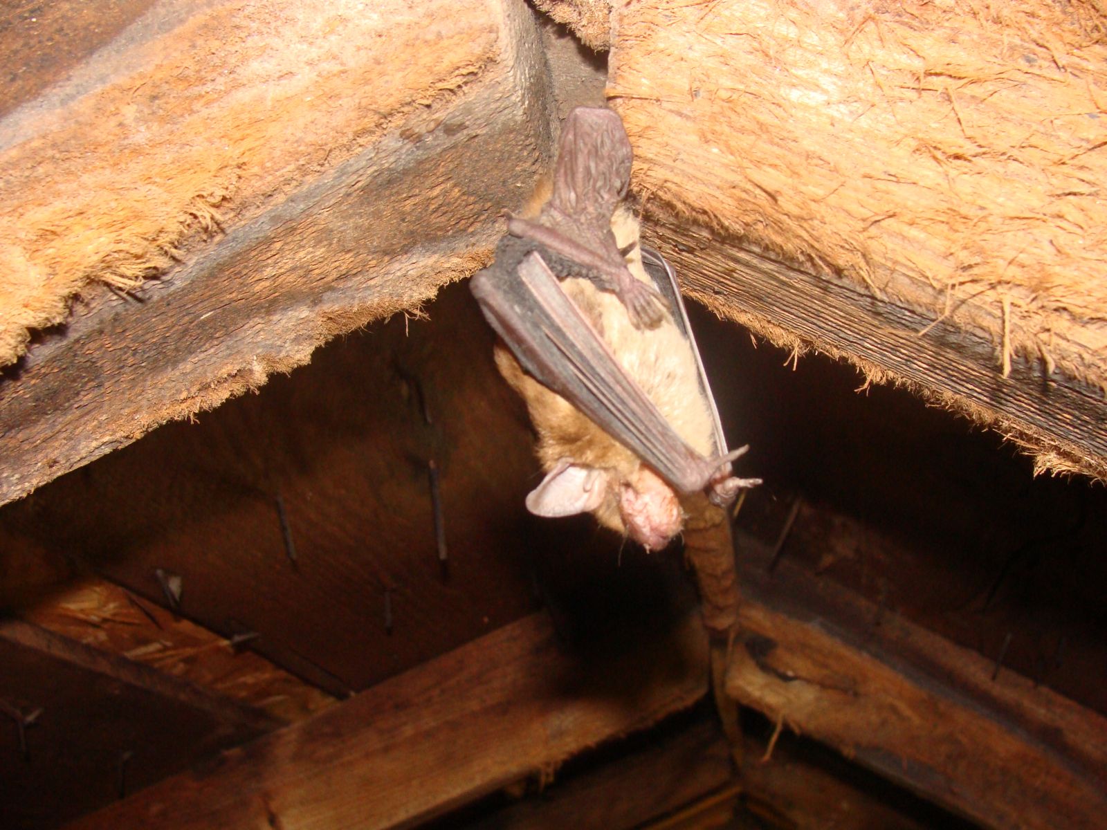 Wytheville Bat Removal