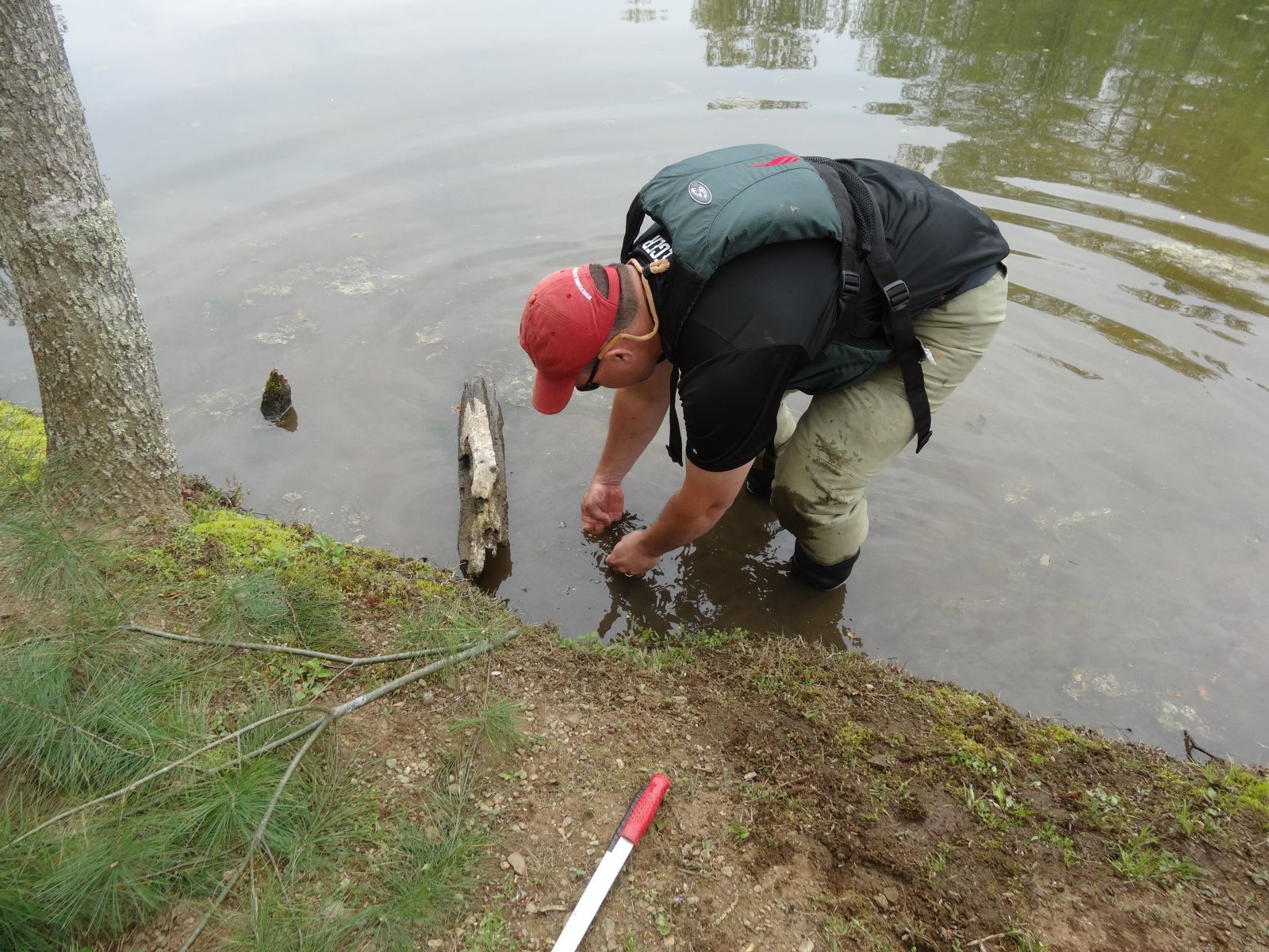 Beaver Removal Techniques in Virginia