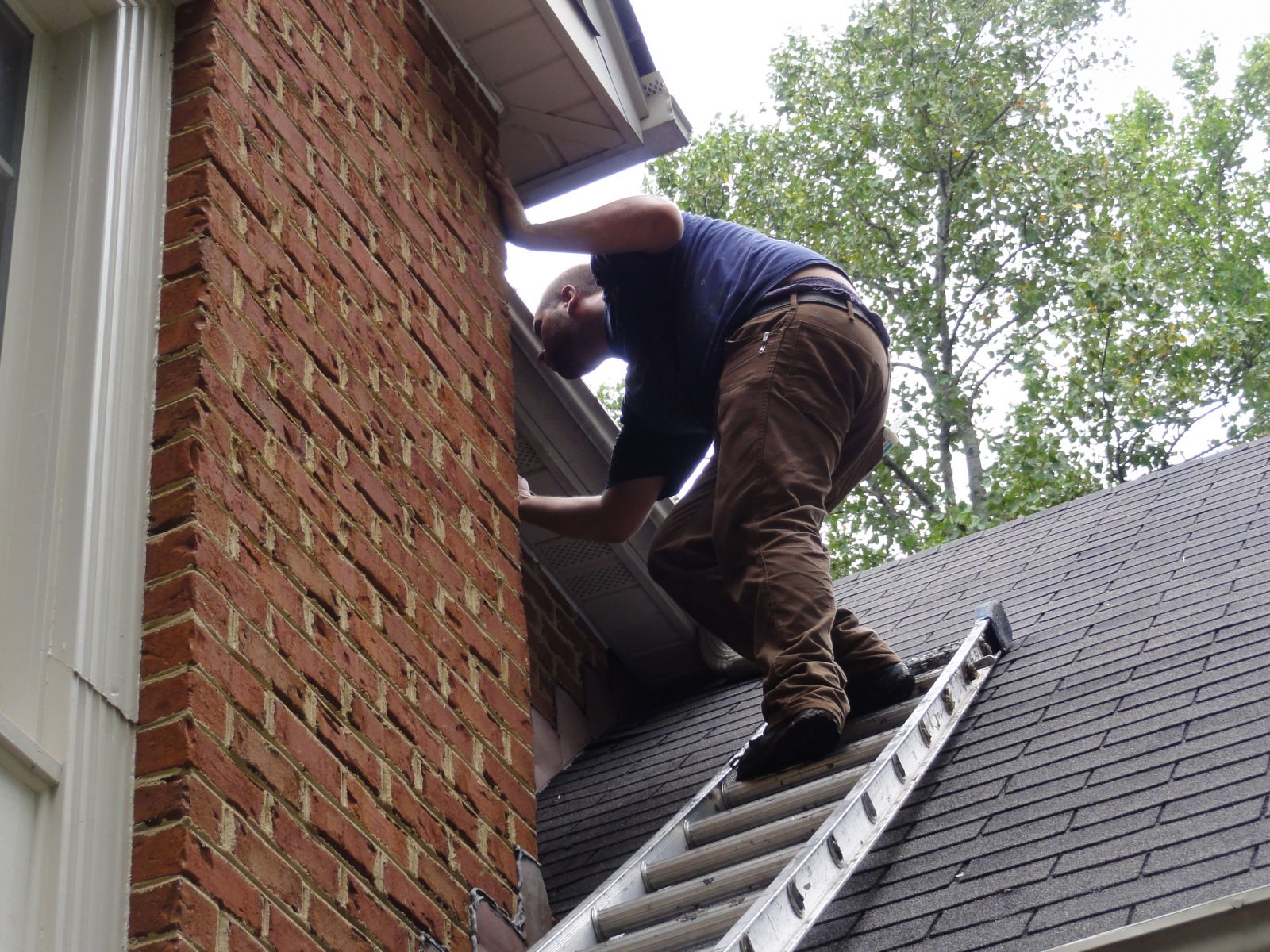 Newport News, VA - Bat removal Services