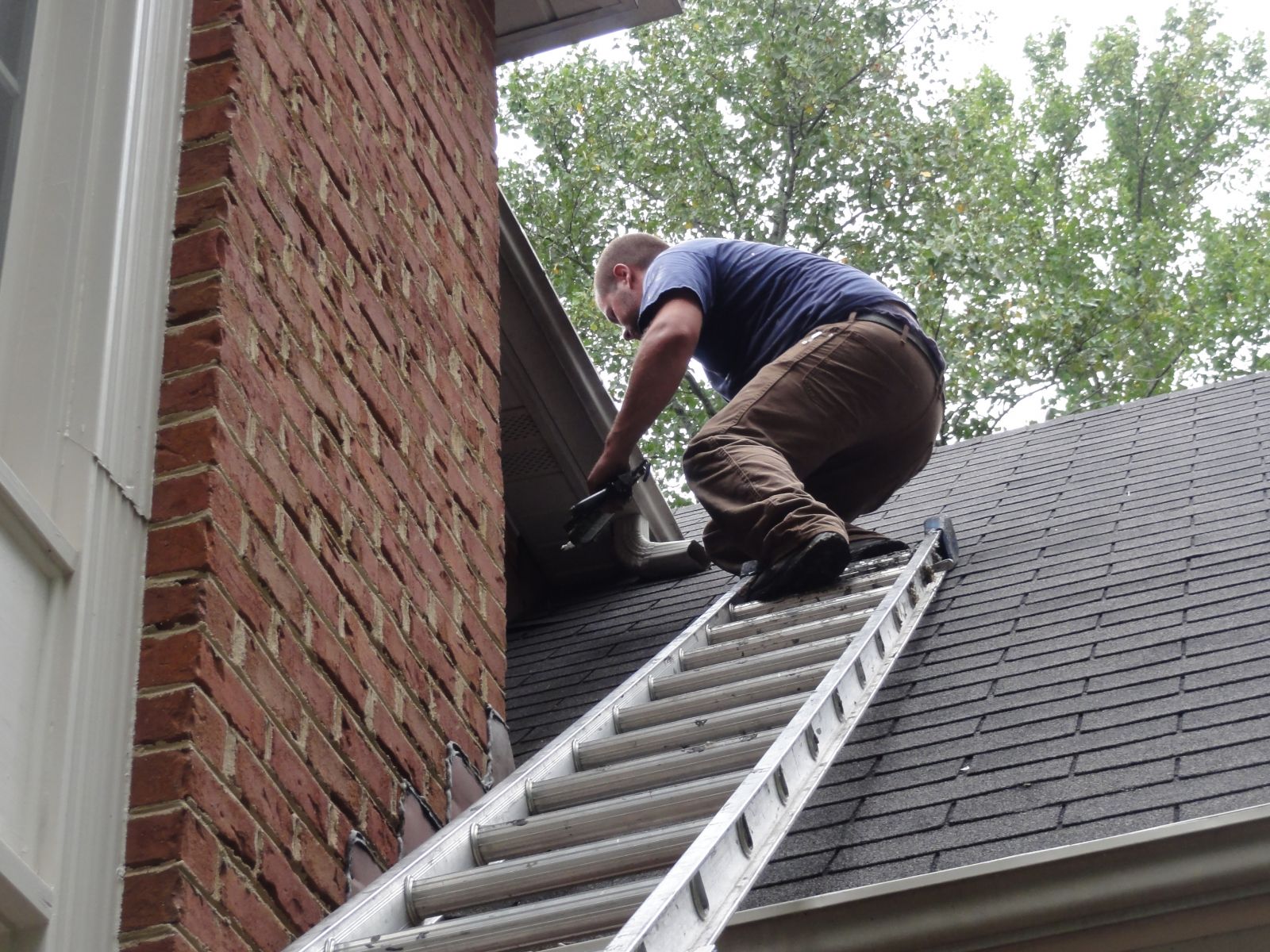 How to remove bats from your home Virginia