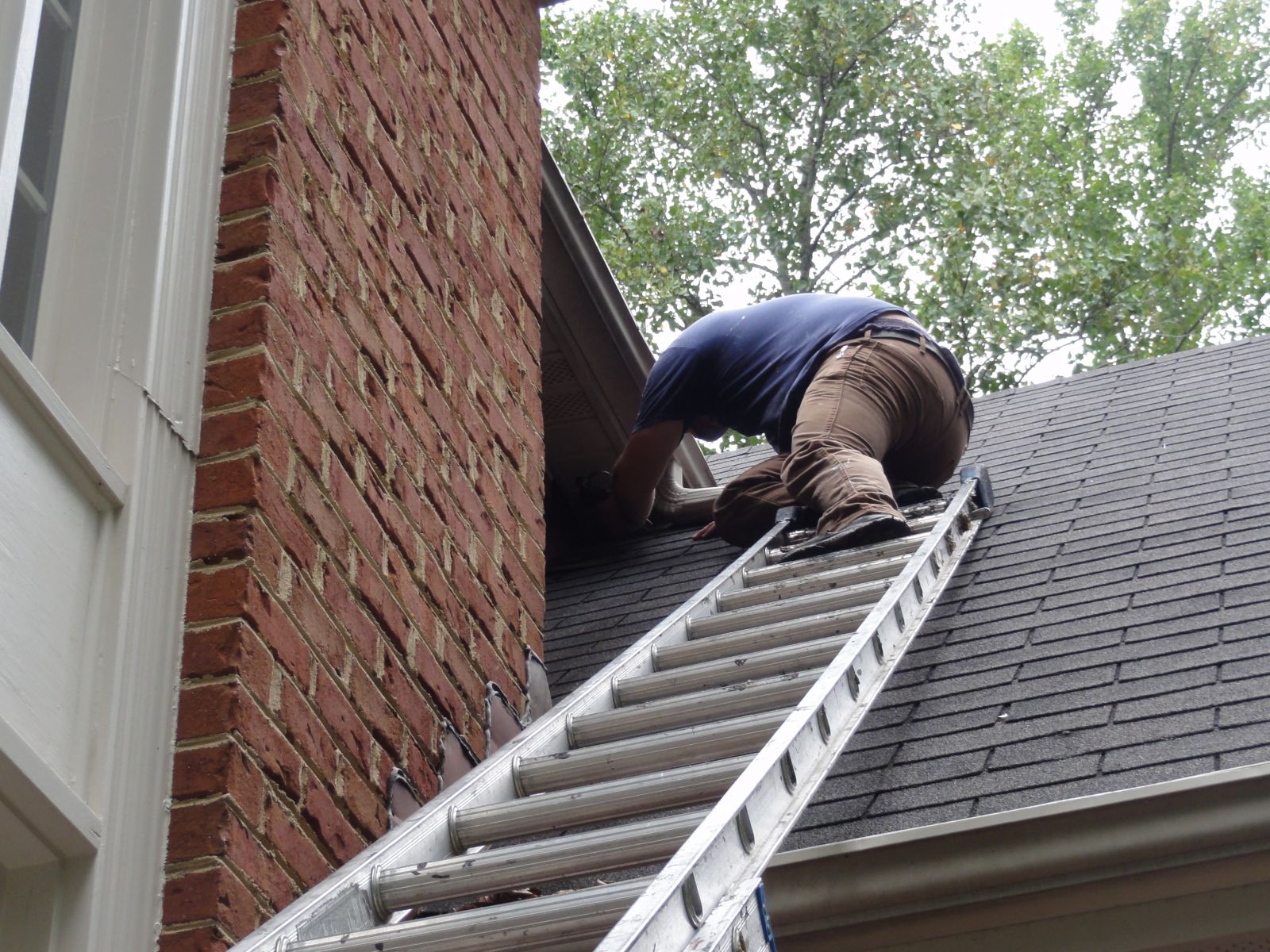 Get Rid of Mice in House Wytheville