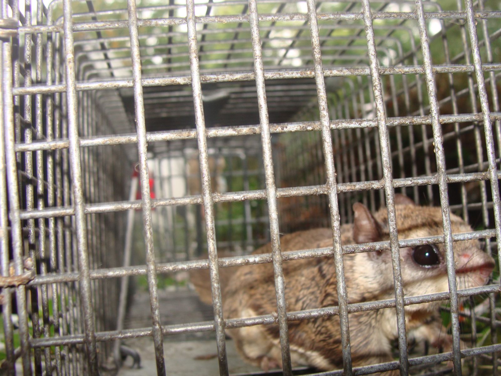 Bristol VA Animal Control