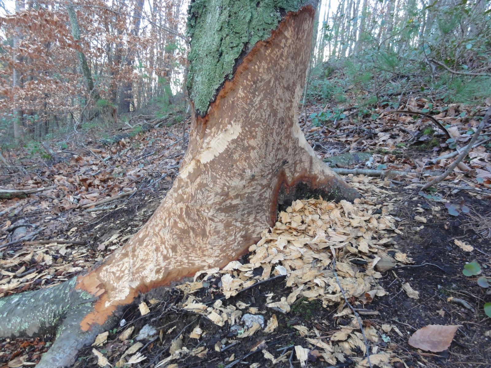 Chesapeake beaver removal services