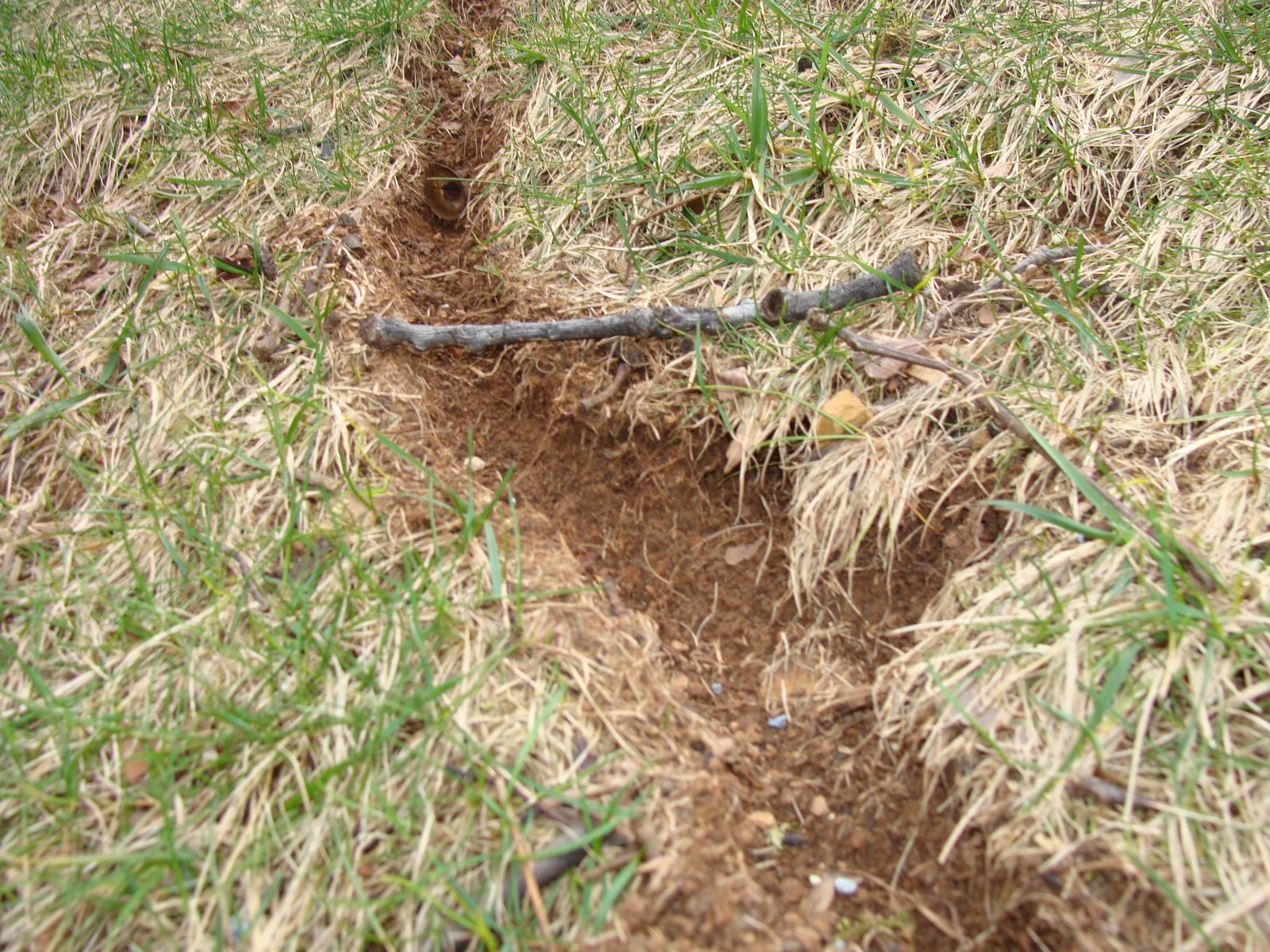 Vole Control & Removal Blacksburg VA