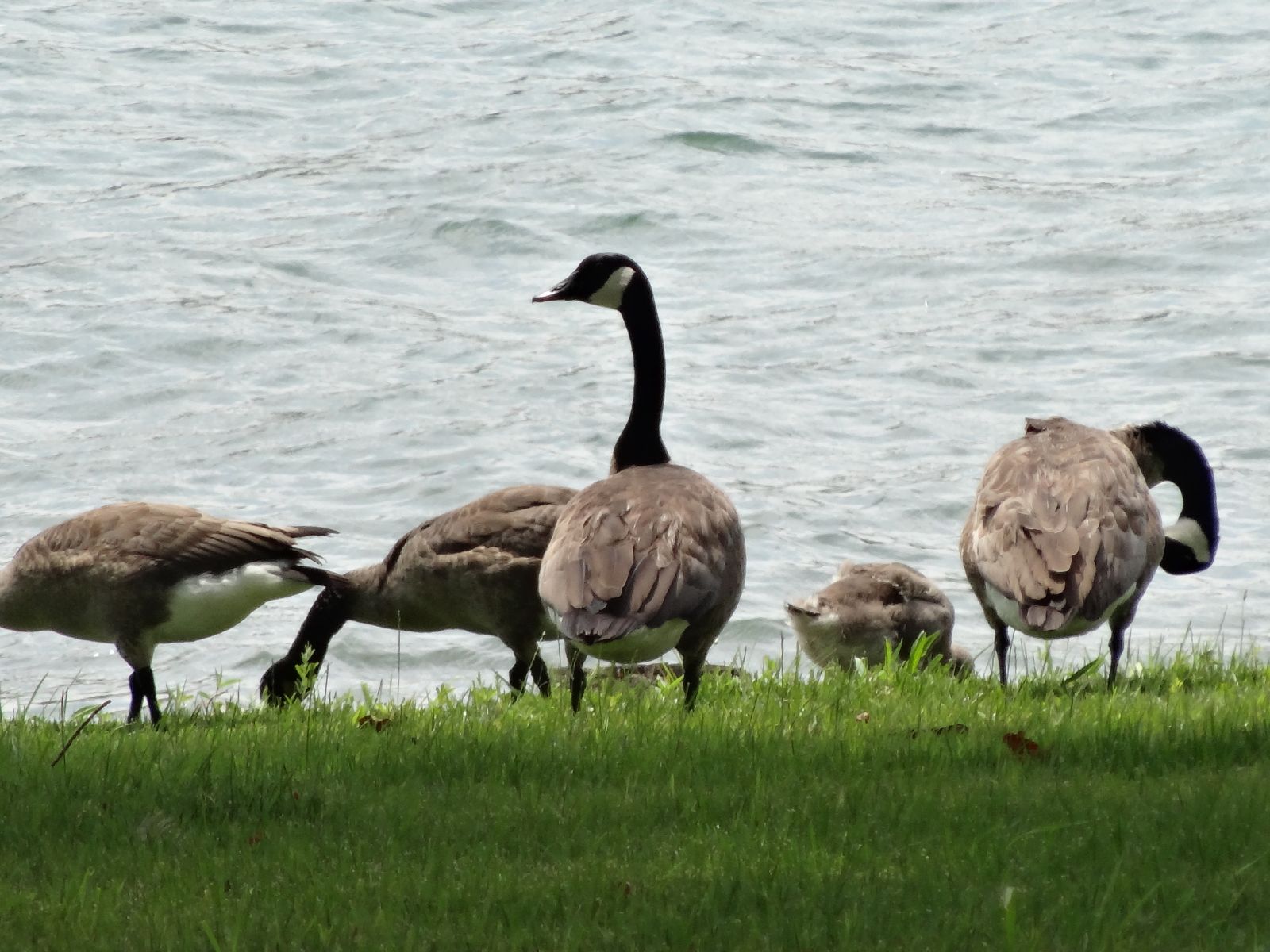 Charlottesville Virginia Wildlife Control