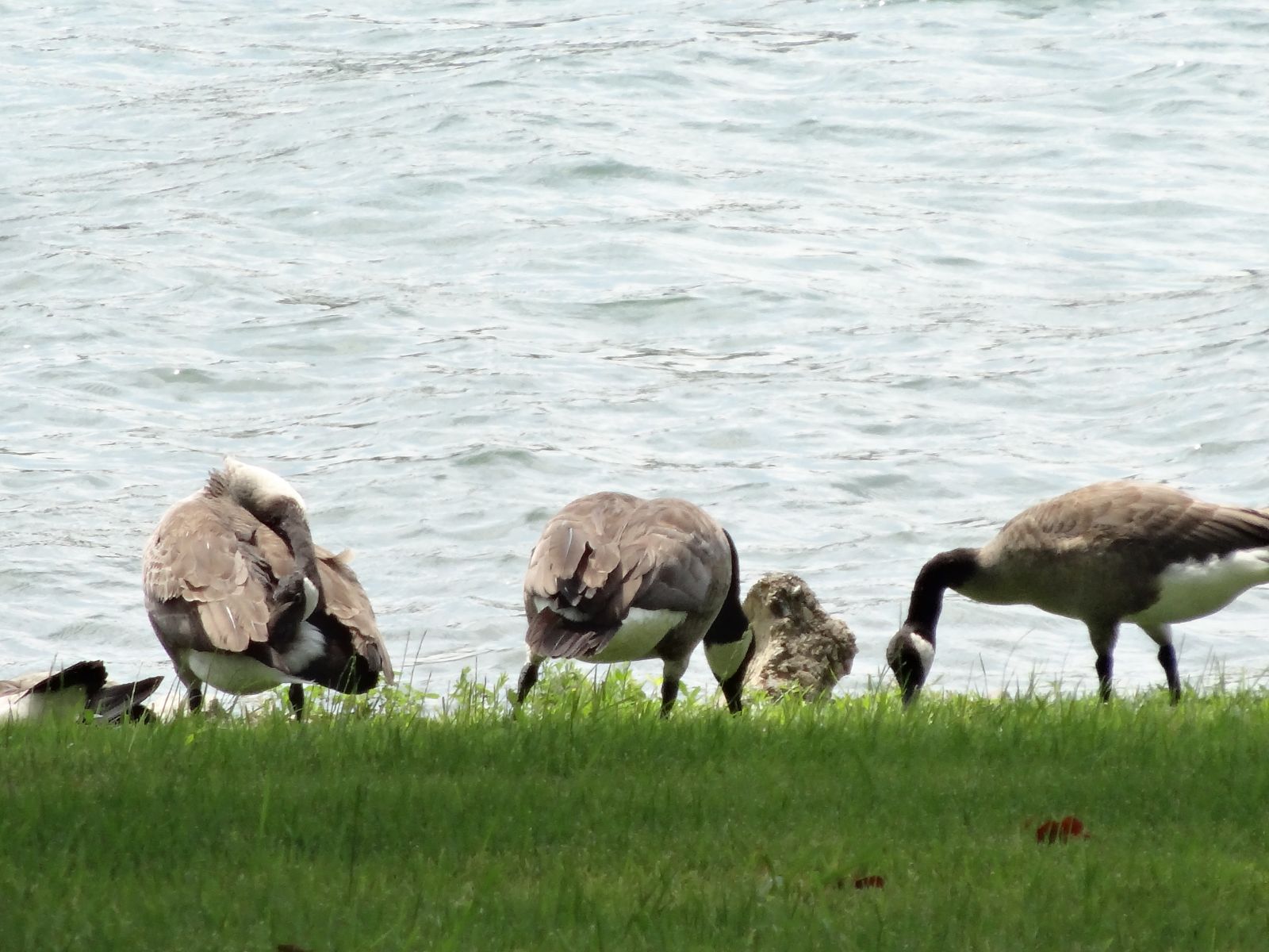 Virginia Beach Wildlife Pest Animal Control and Removal