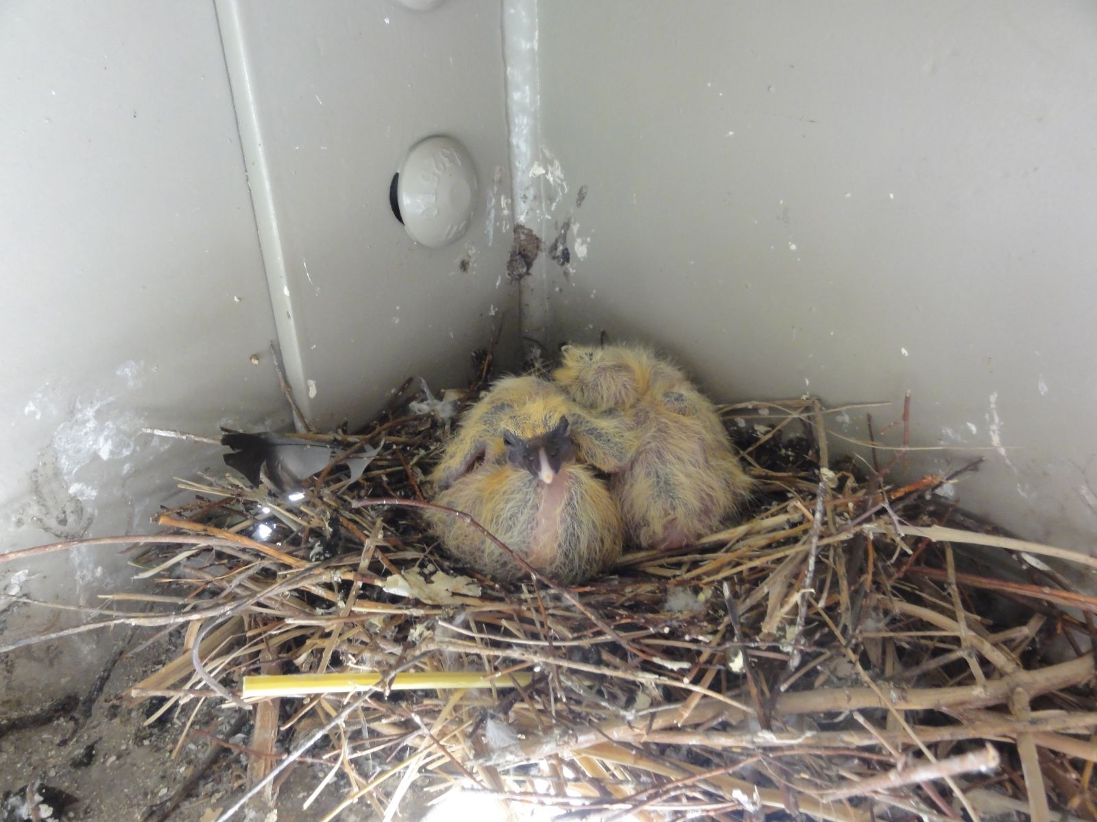 Pigeon Removal in Lynchburg VA