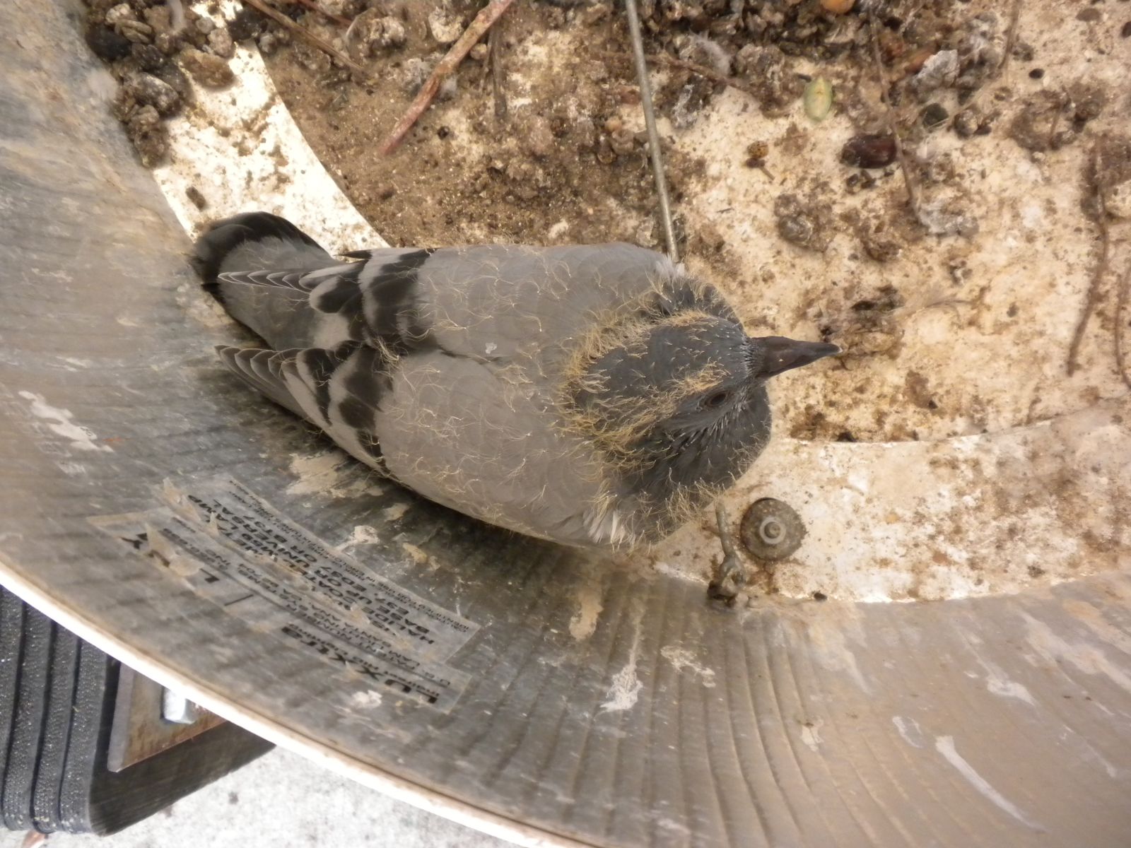 Virginia Pigeon Removal