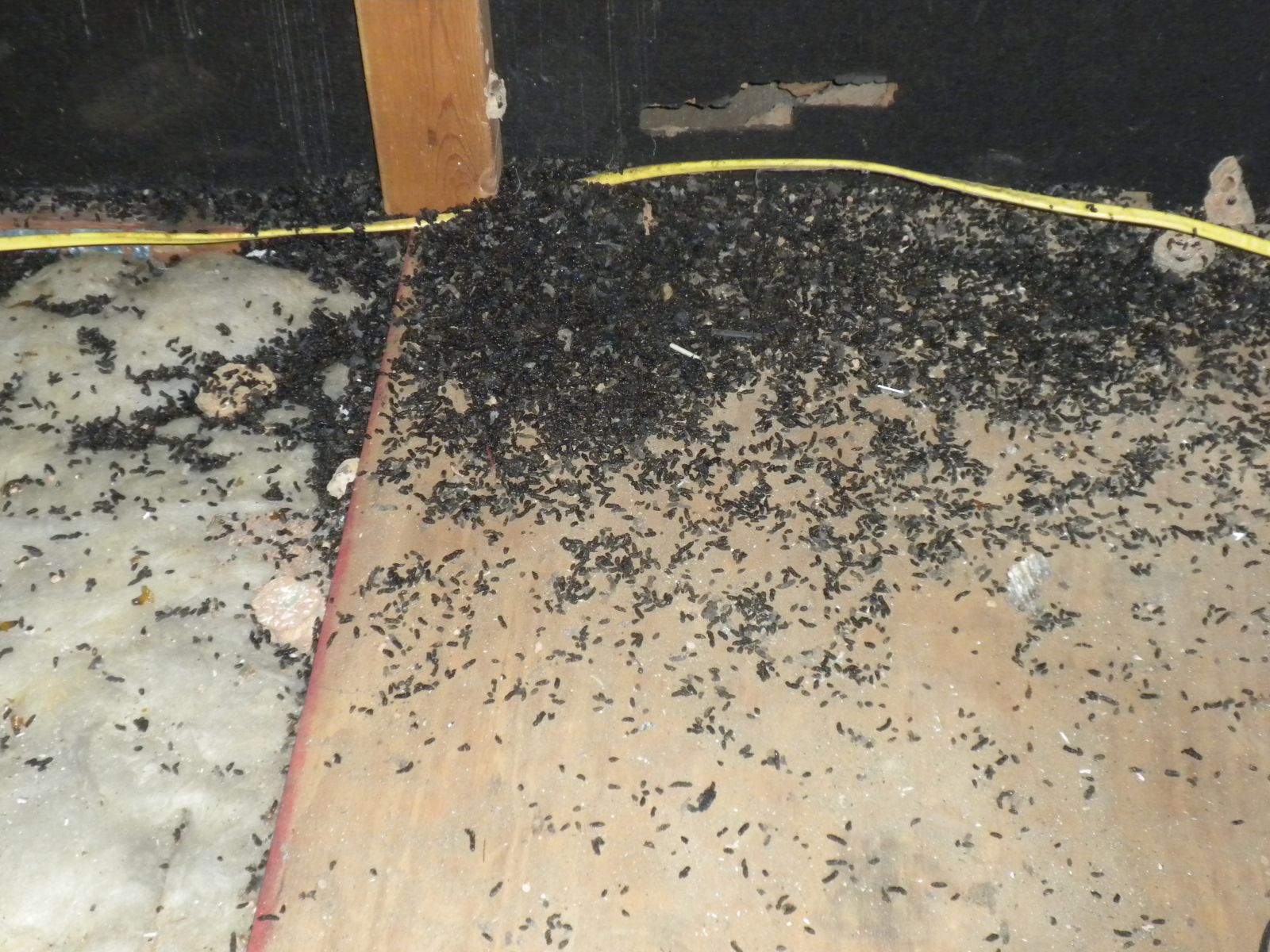 Virginia Bat Poop Removal