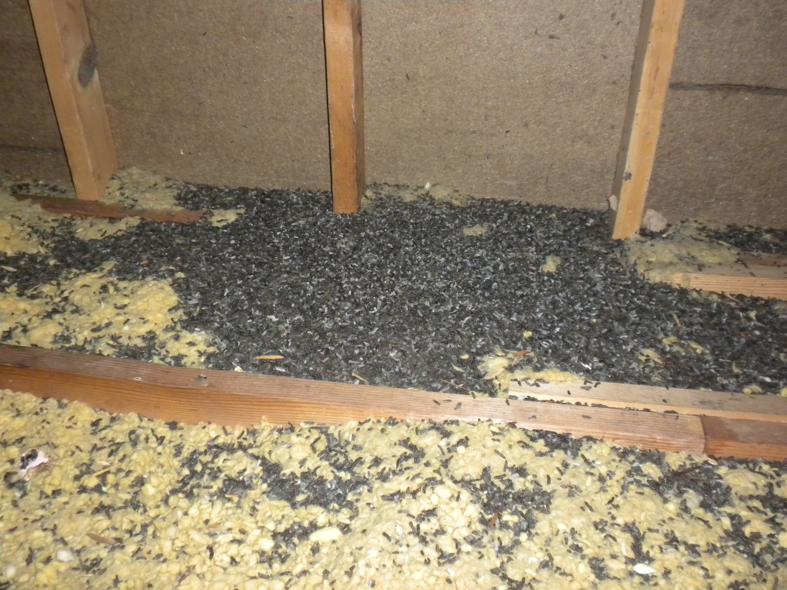 Virginia Bat Damage