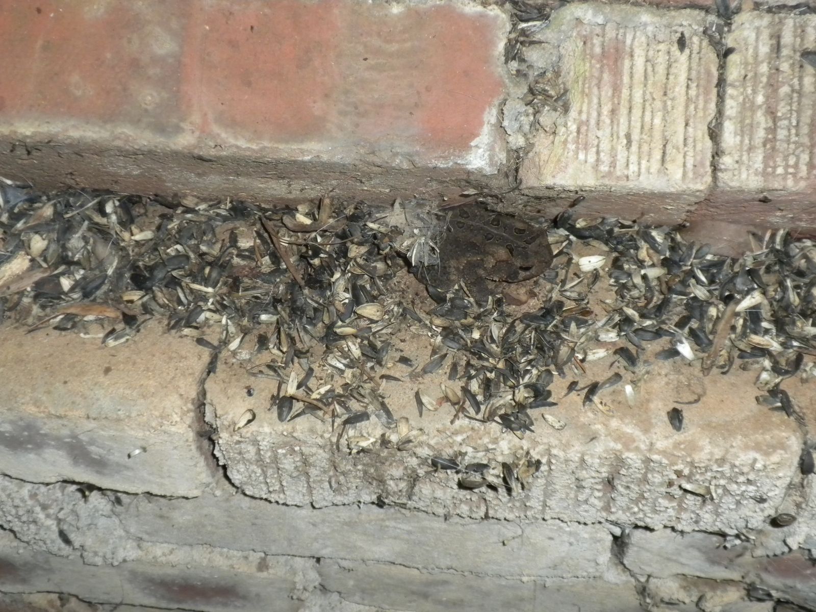 Mouse Poop Wytheville