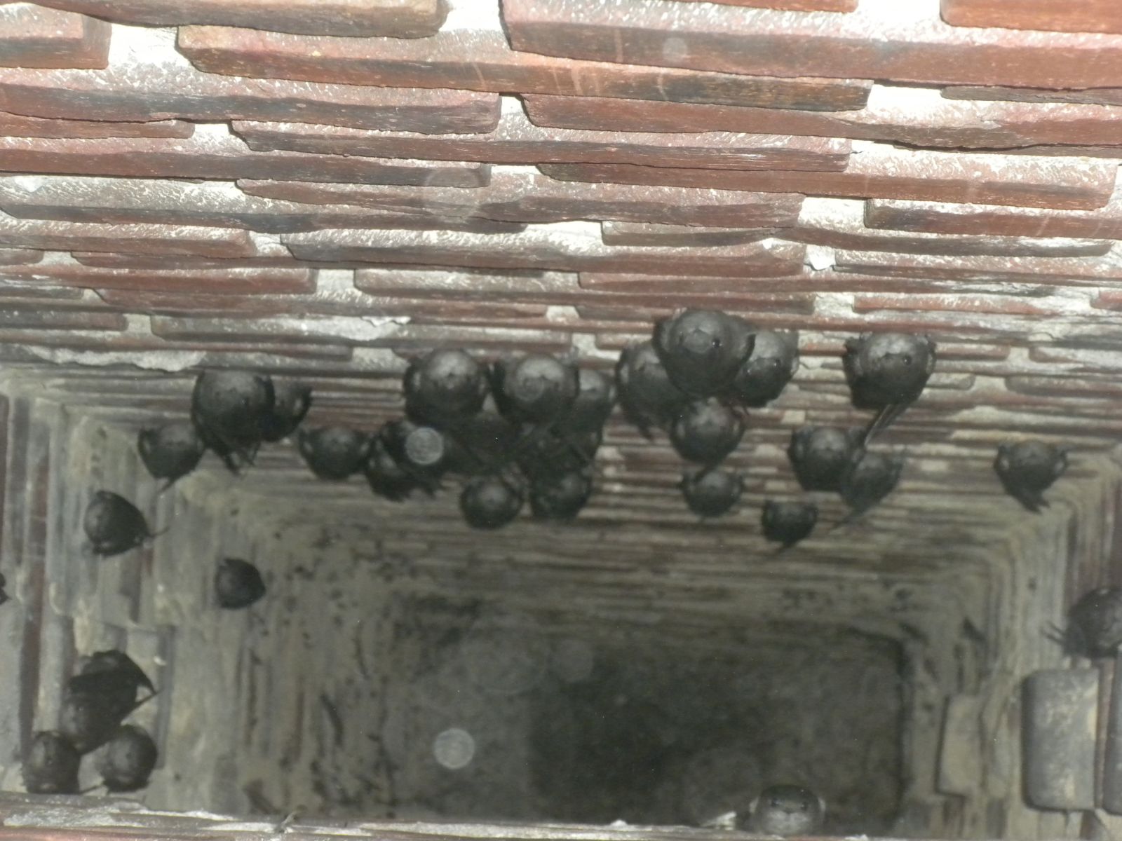 Virginia Chimney Swift Removal