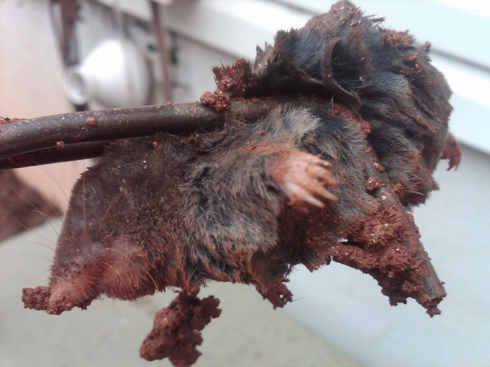 Mole Removal Blacksburg VA