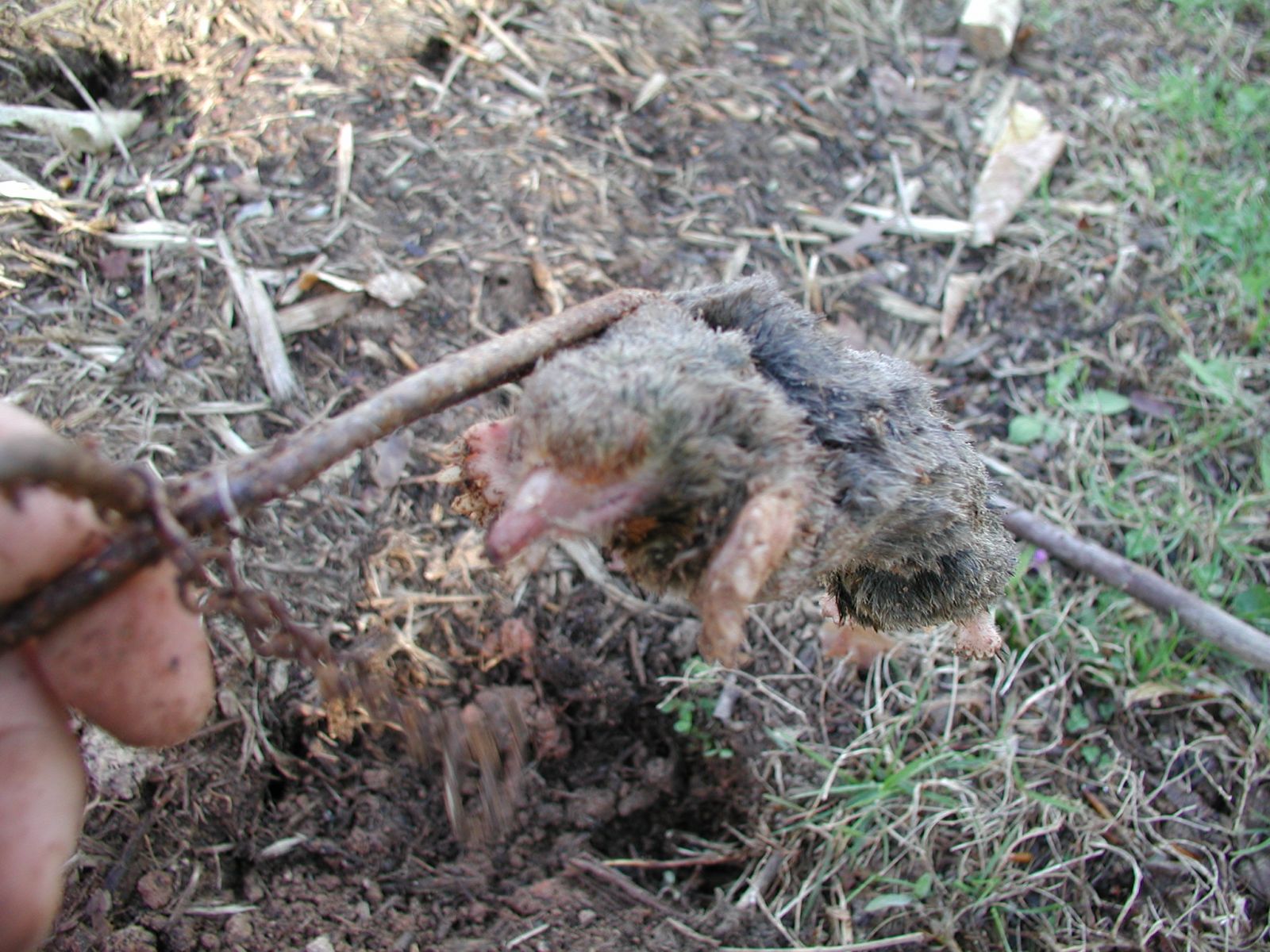 Mole Removal Wytheville