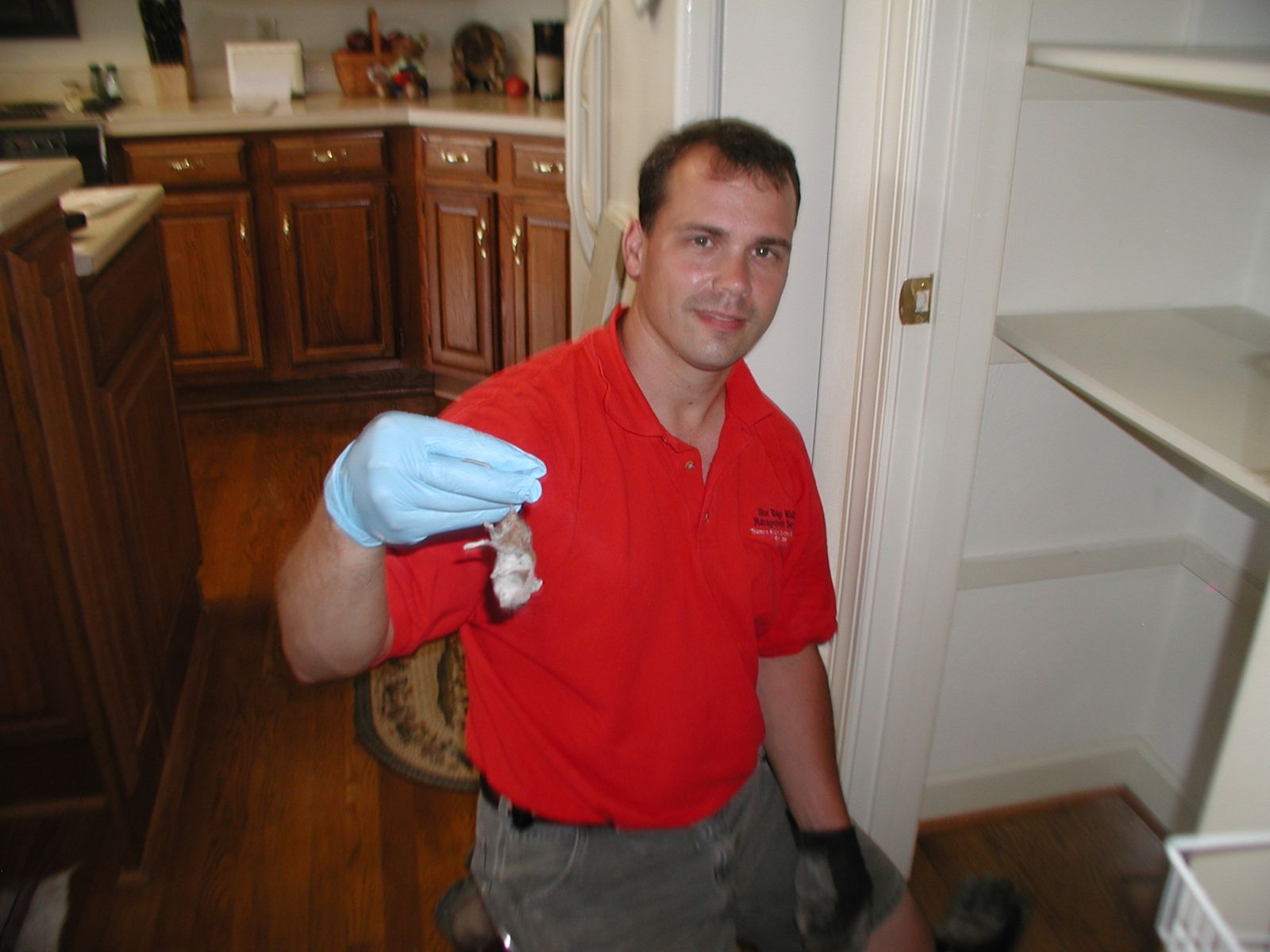 Chesapeake, VA - Mice Removal & Control Services