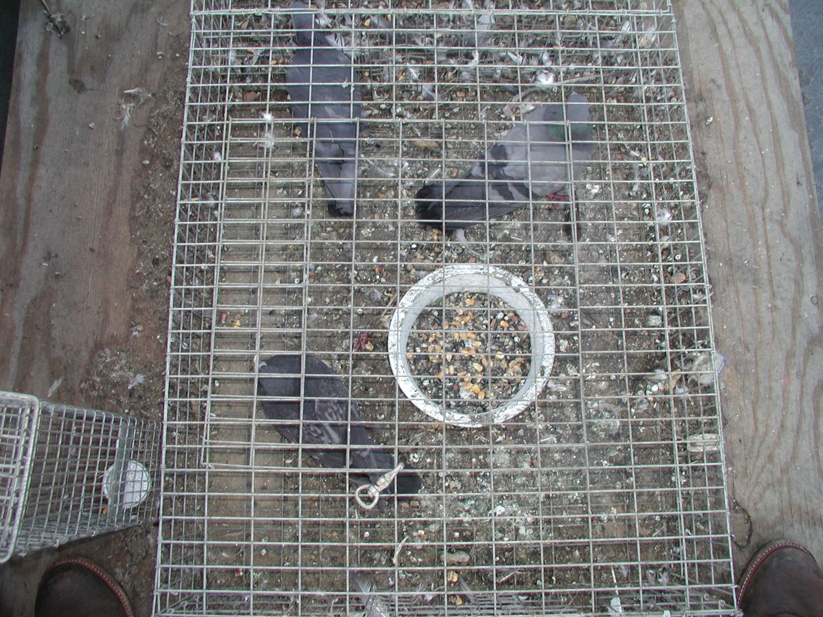 Trap Birds in Roanoke VA