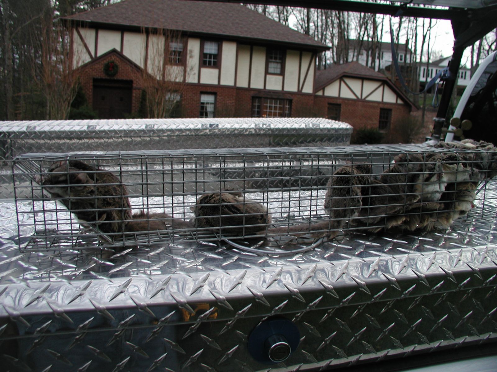 Flying Squirrel Trap Wytheville