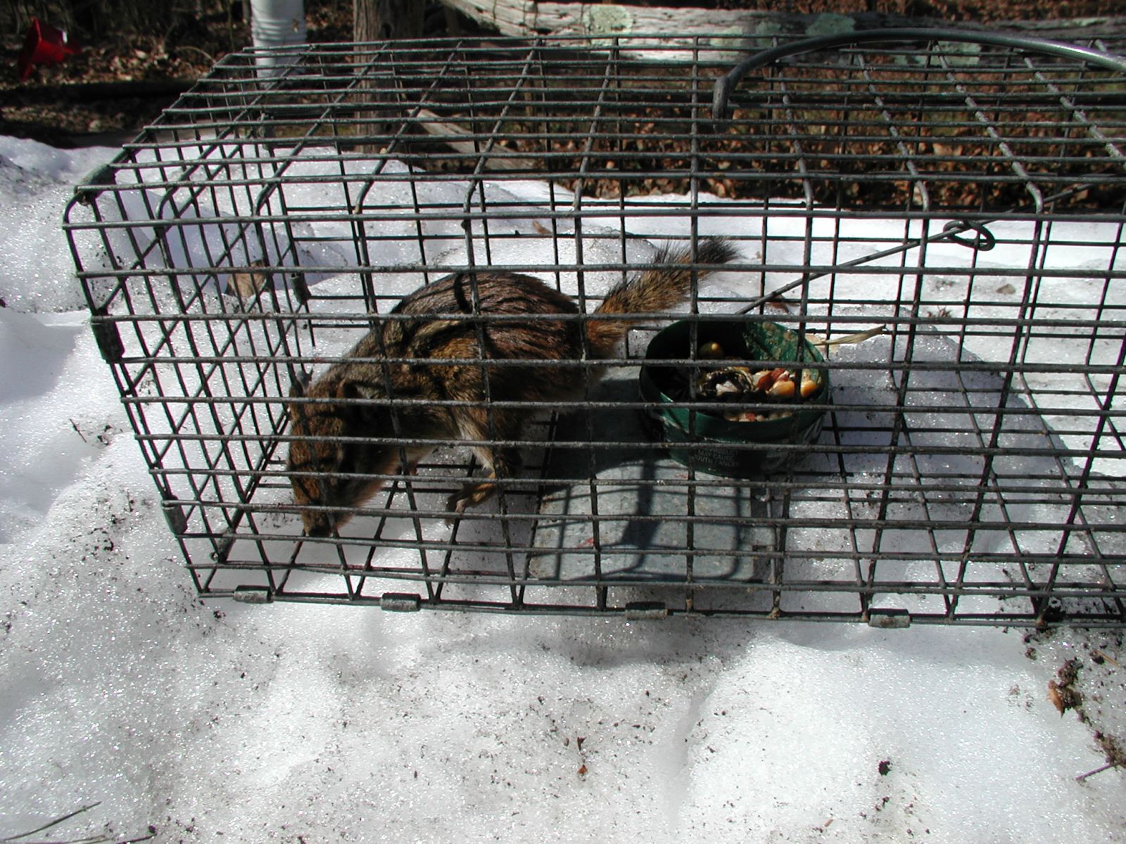 Chipmunk Removal in Roanoke VA