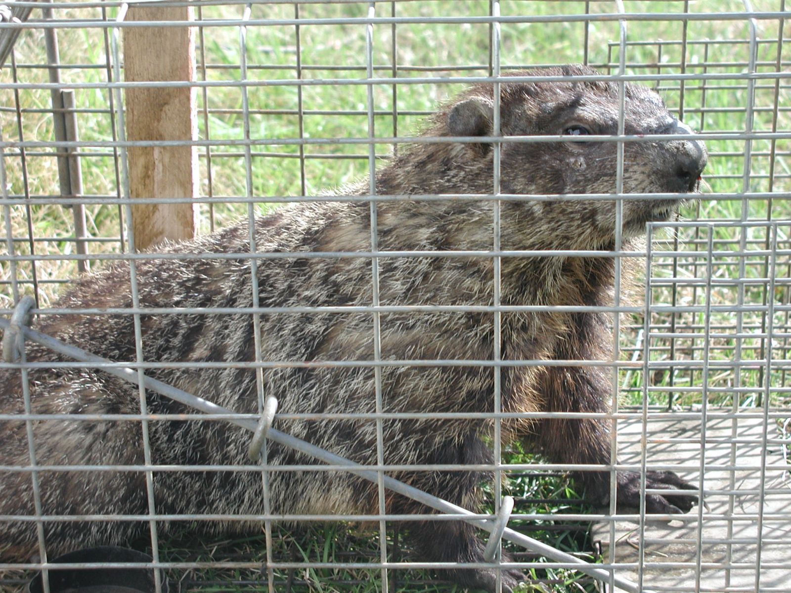 Chesapeake, VA - Groundhog Removal & Control Services