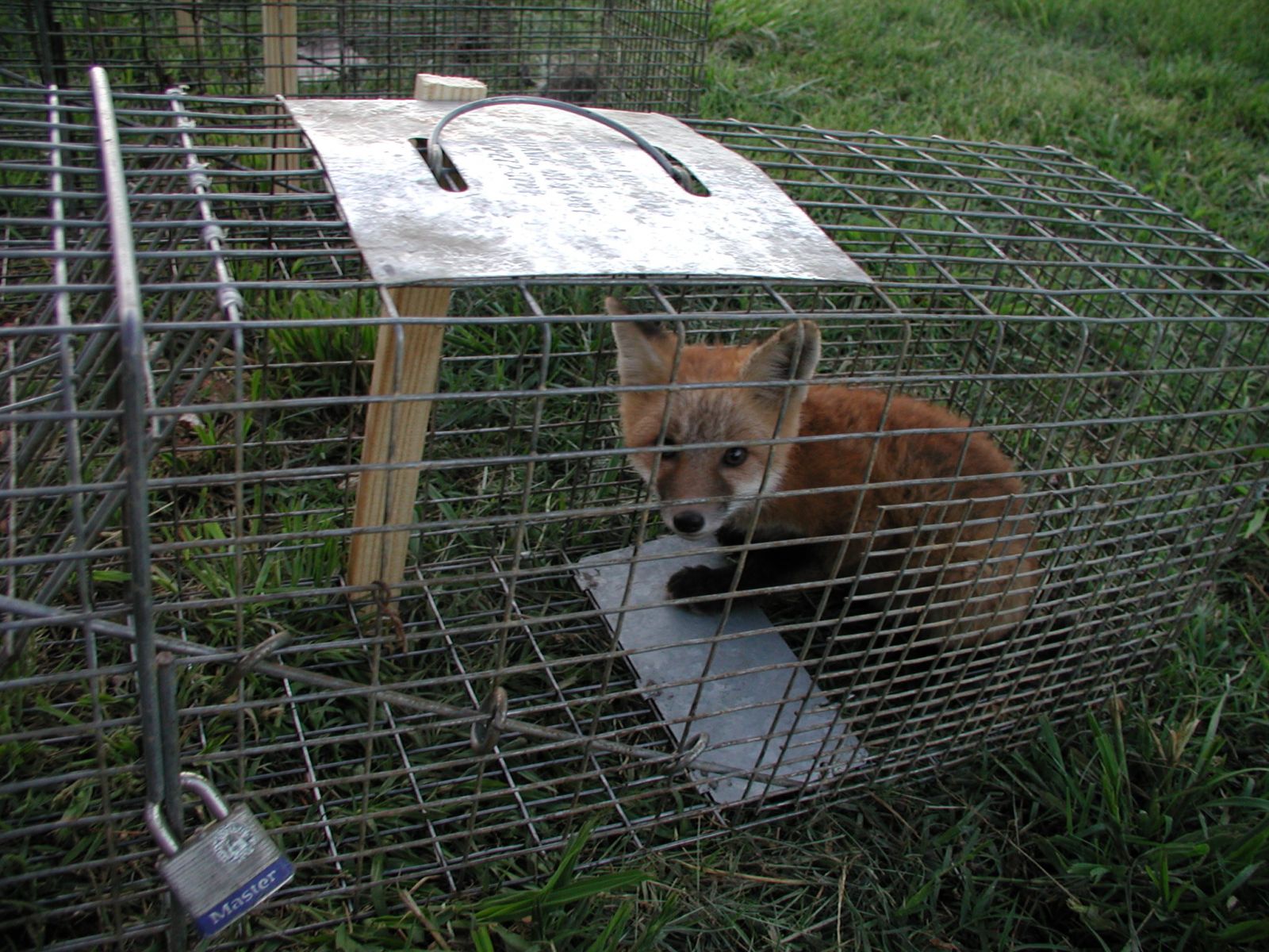 Fox Trapper Wytheville