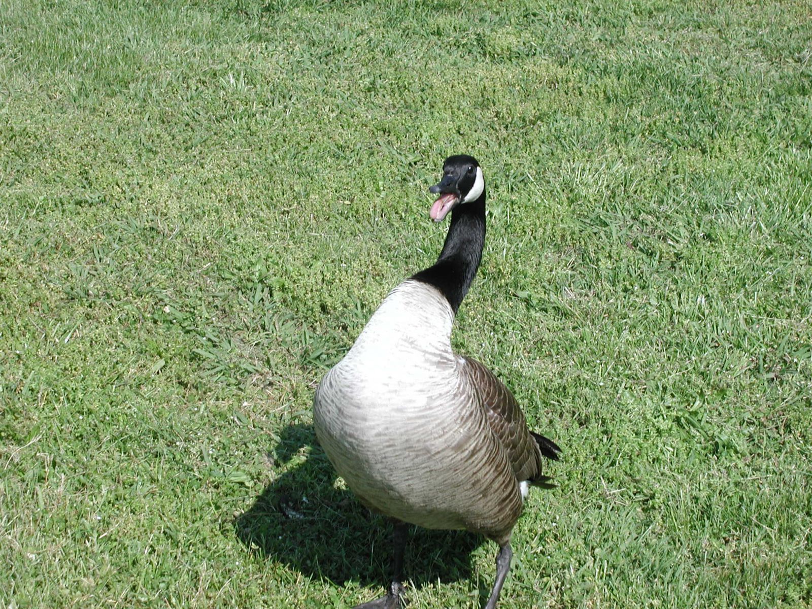 Staunton Goose Control