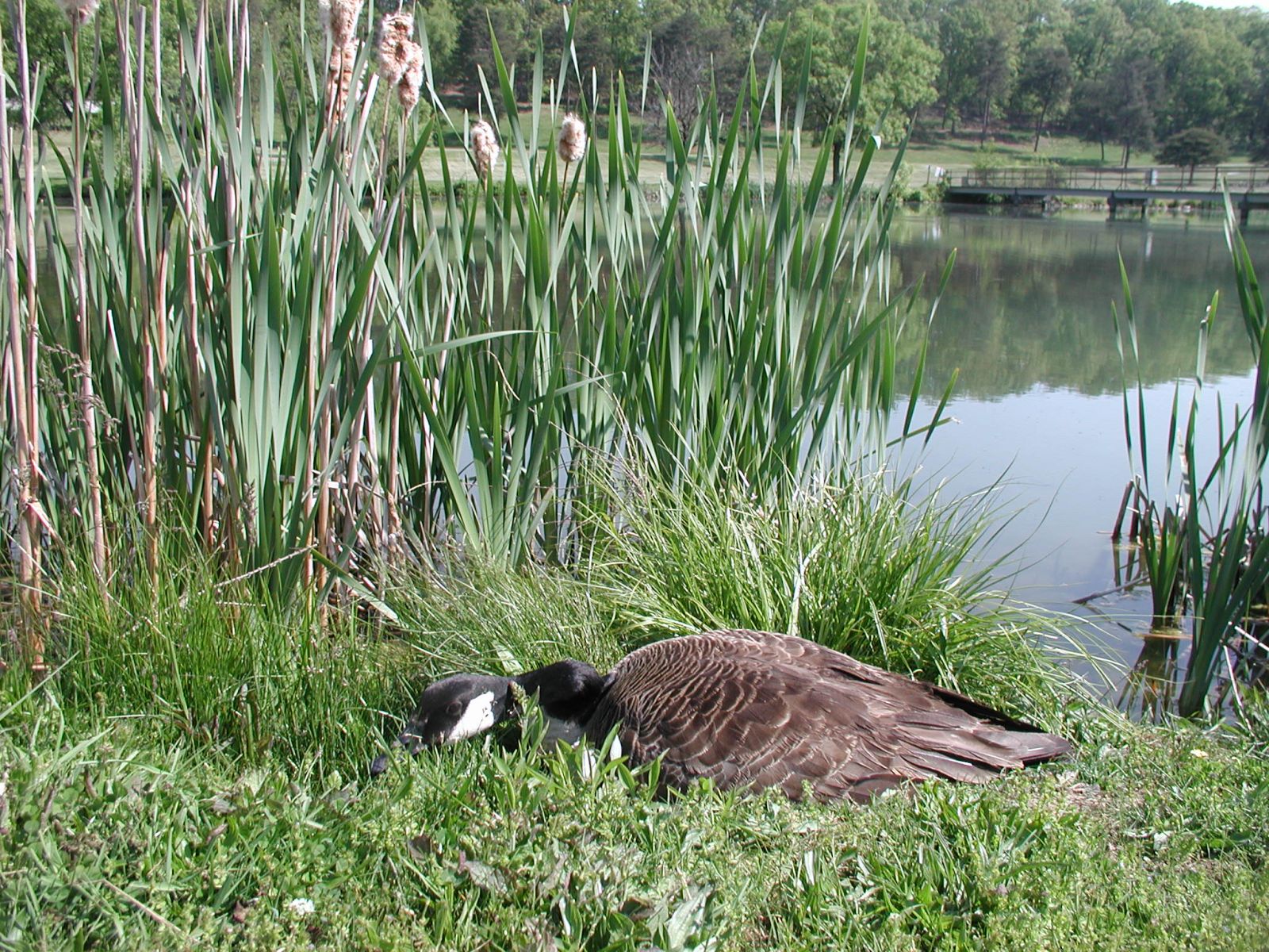 Goose Removal & Control Bedford, VA